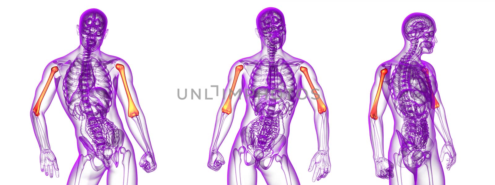 3d rendering medical illustration of the humerus bone