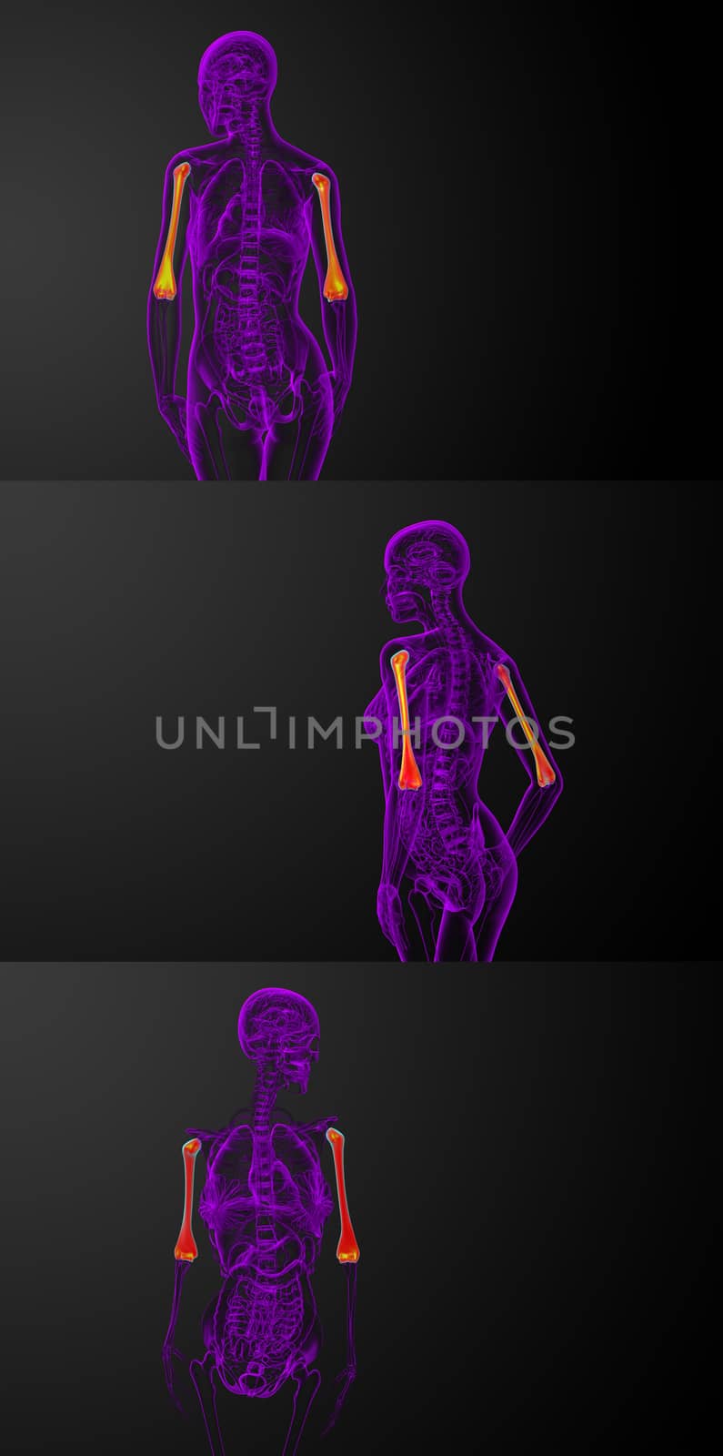 3d rendering medical illustration of the humerus bone