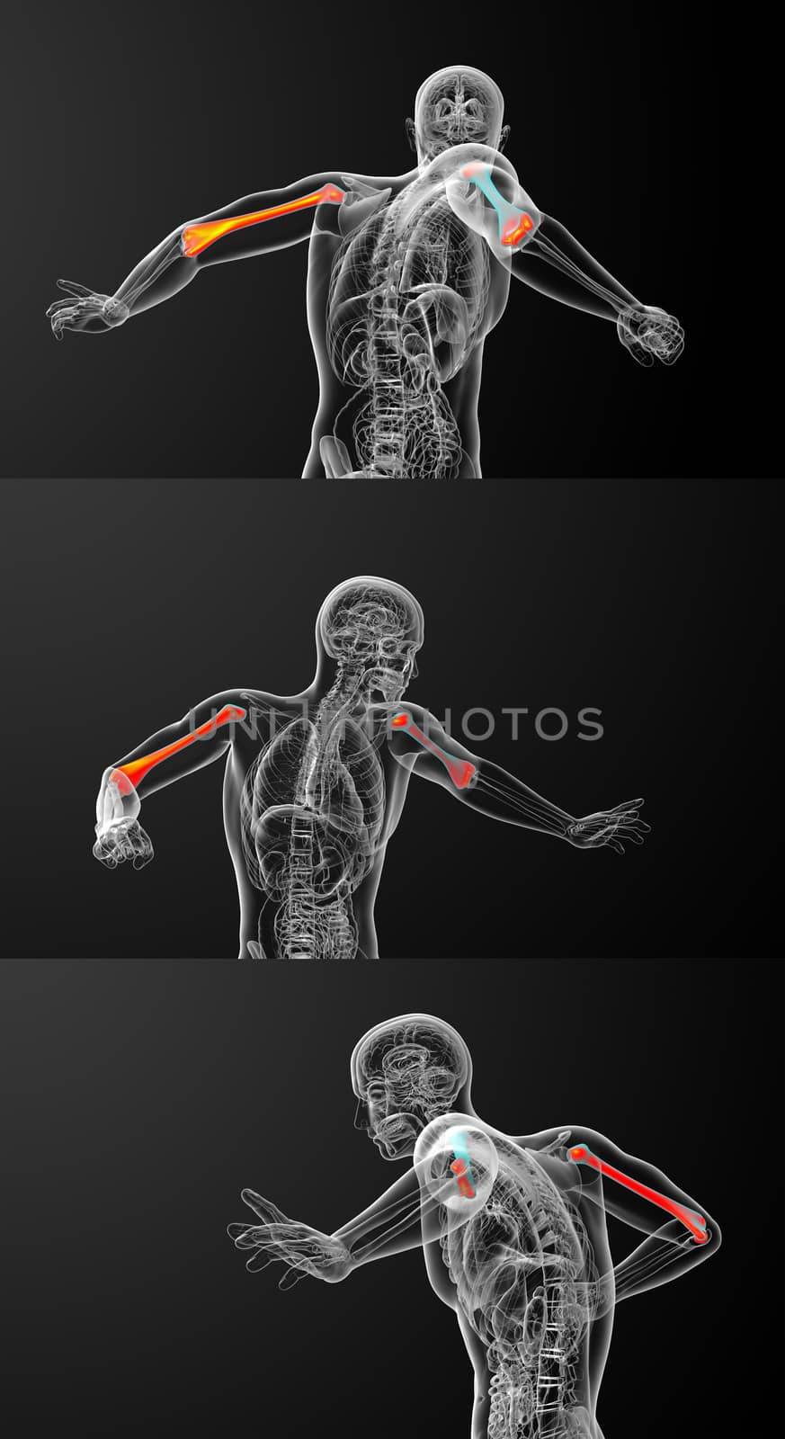3d rendering medical illustration of the humerus bone