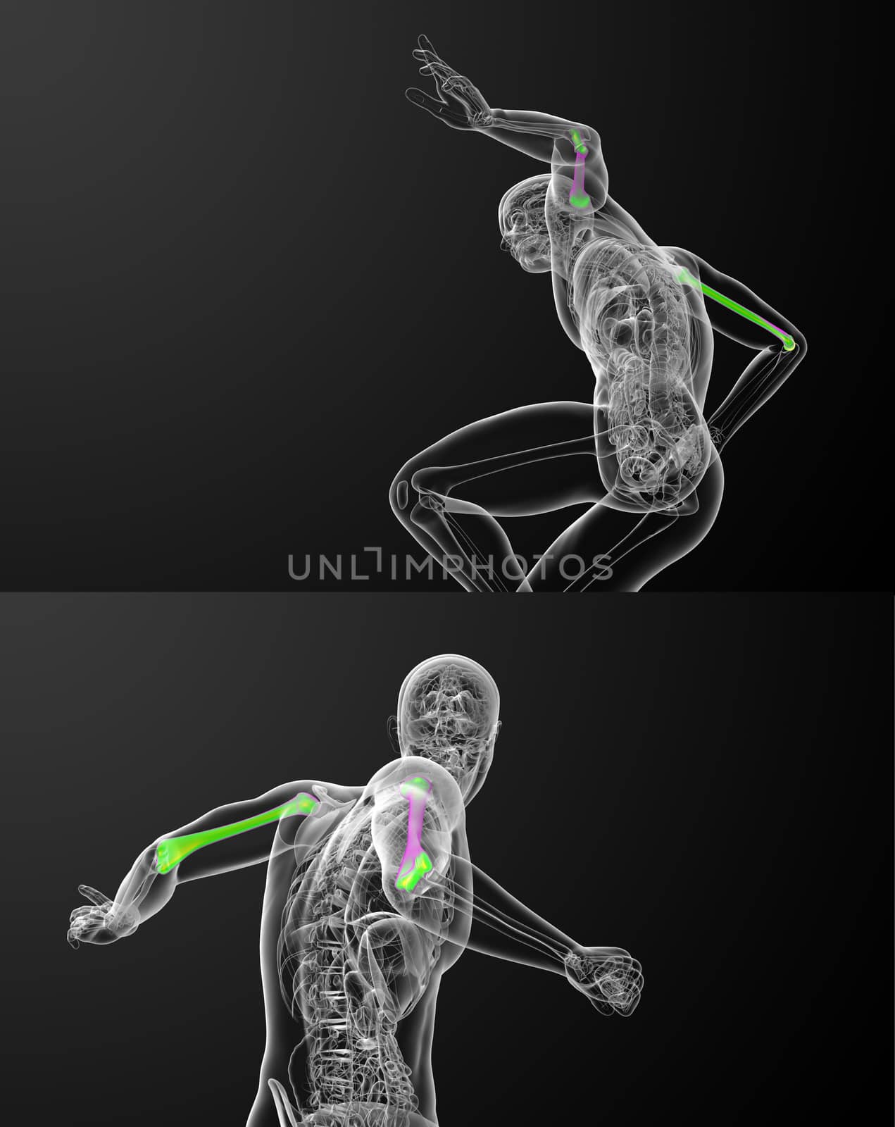 3d rendering medical illustration of the humerus bone