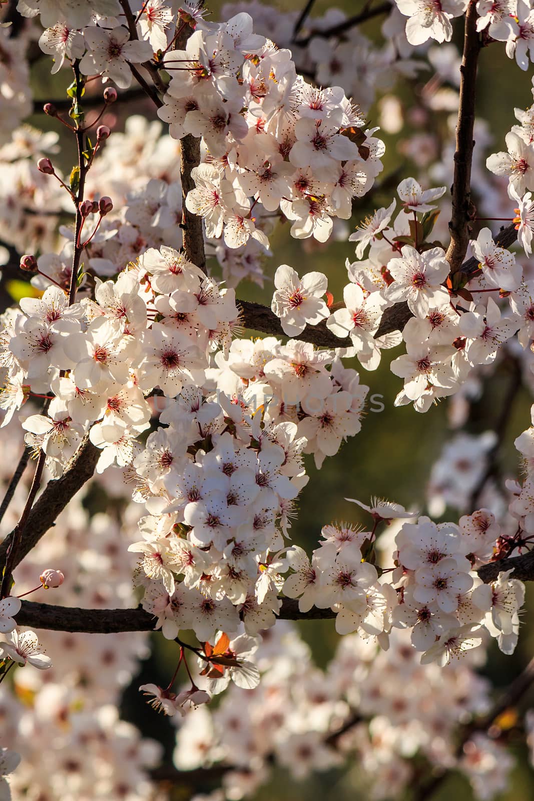 white flowers of apple tree on blur background by Pellinni