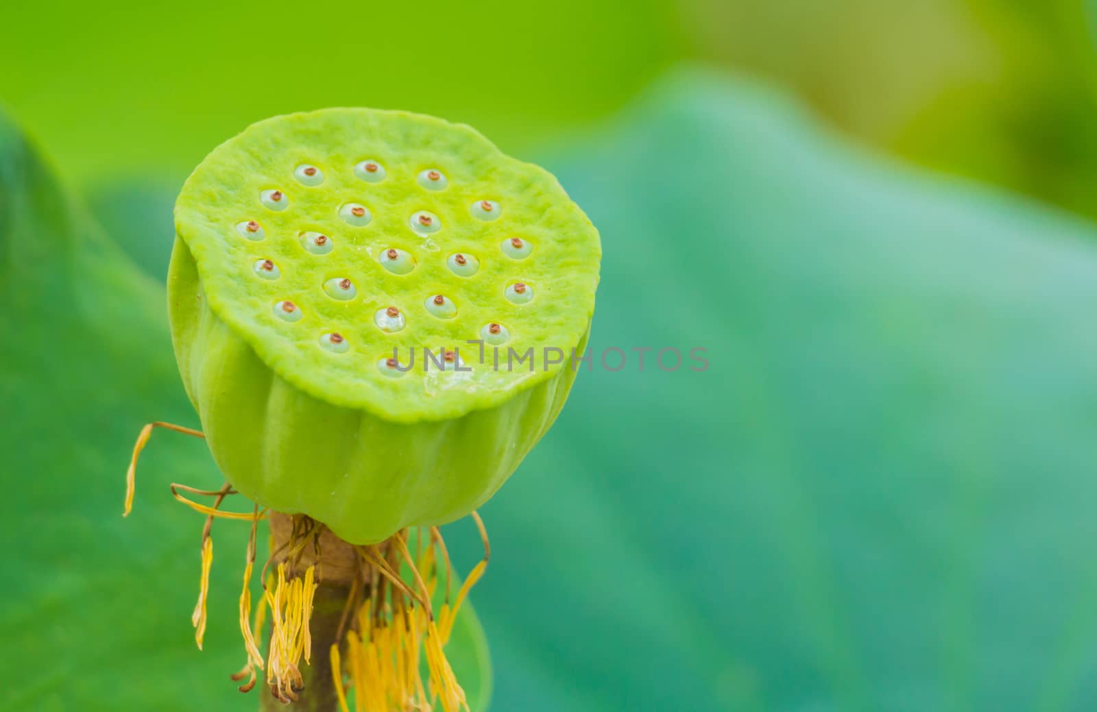 lotus flower seed by chingraph