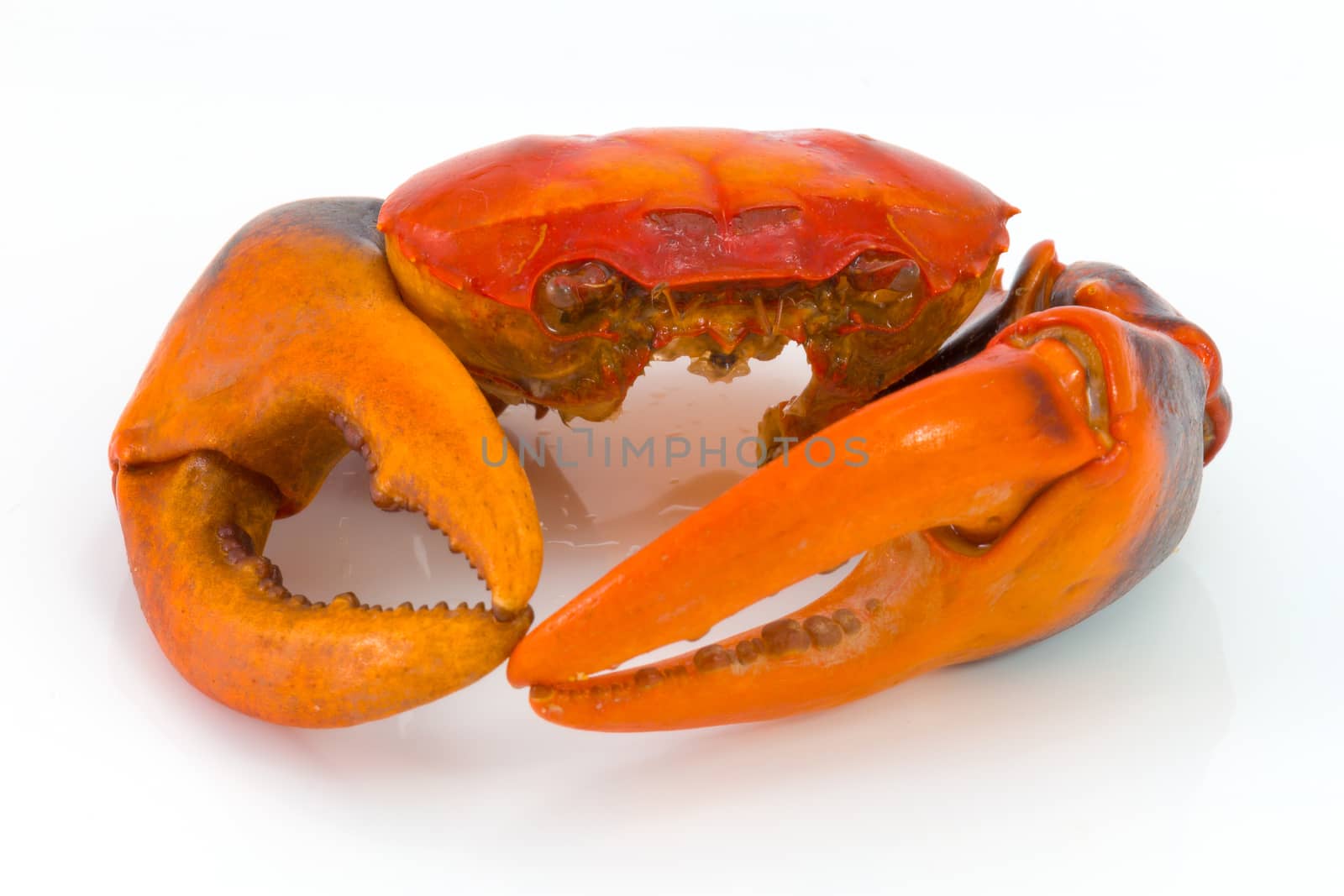 boiled crab shell and craw isolated on white