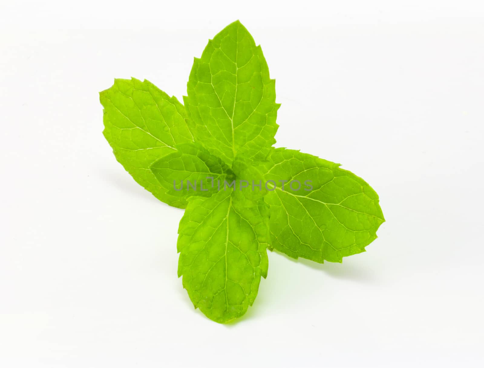 fresh mint isolated on white by chingraph