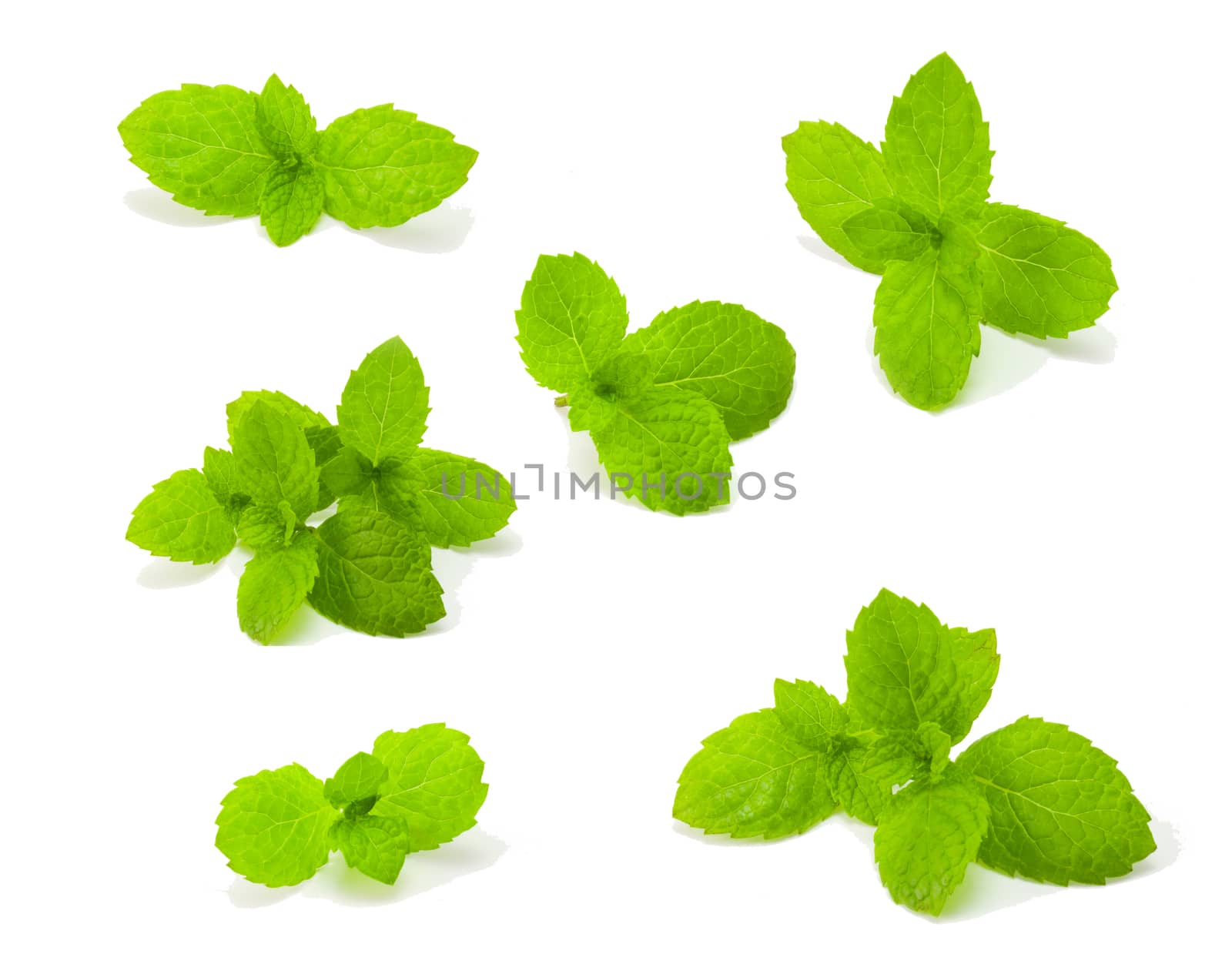 fresh mint isolated on white spearmint by chingraph