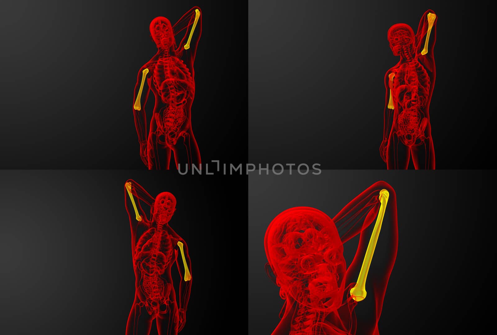 3d rendering medical illustration of the humerus bone