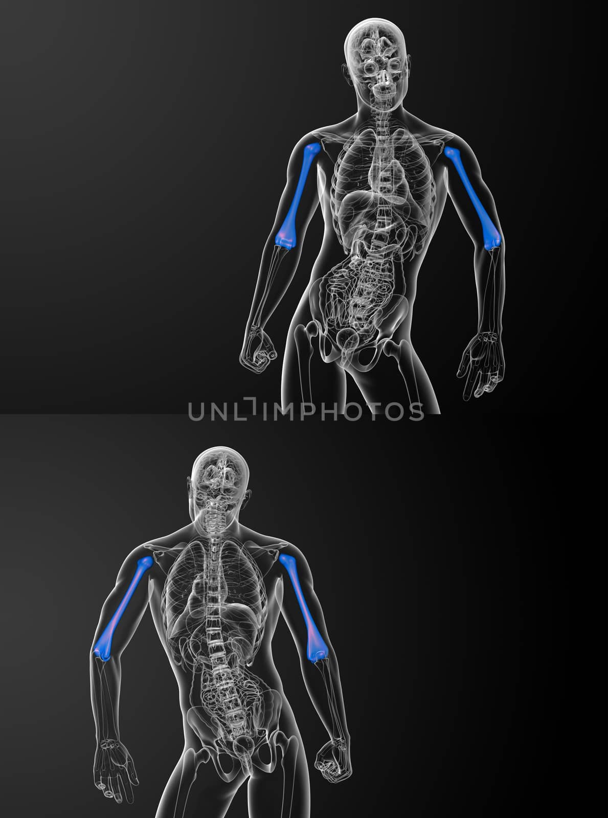 3d rendering medical illustration of the humerus bone