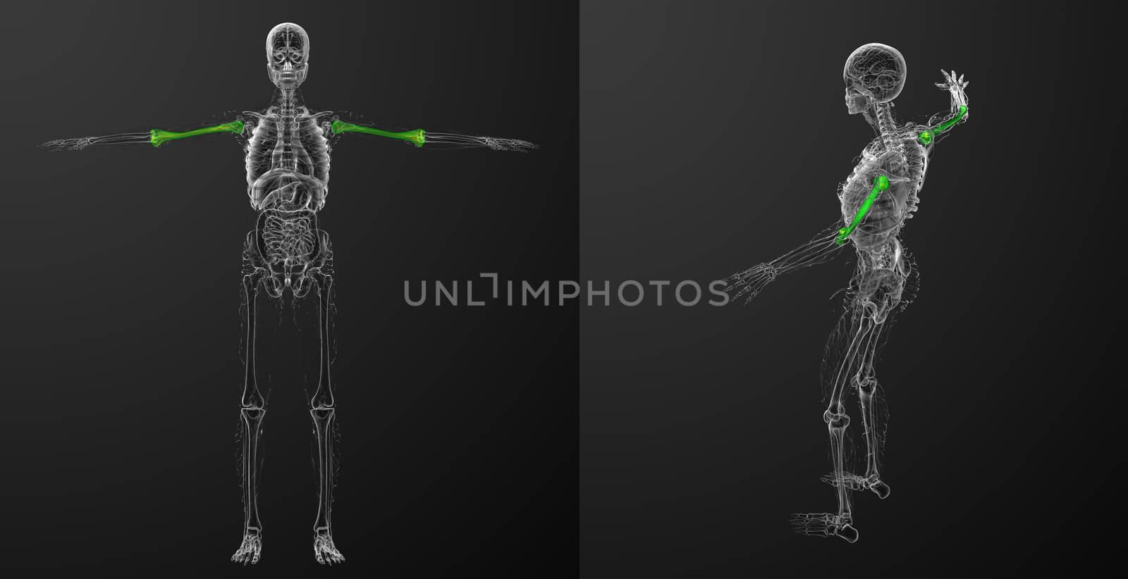 3d rendering medical illustration of the humerus bone