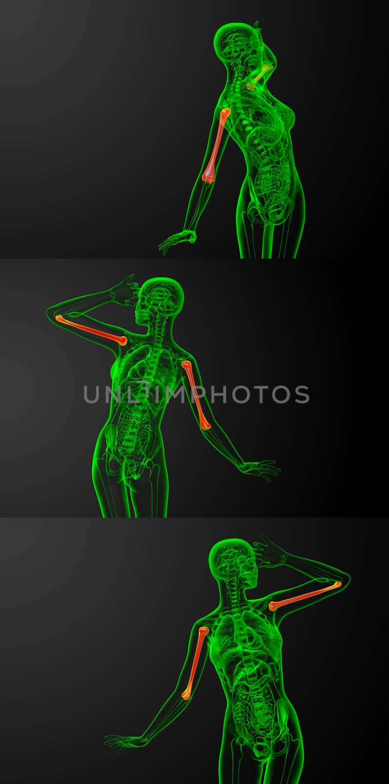 3d rendering medical illustration of the humerus bone