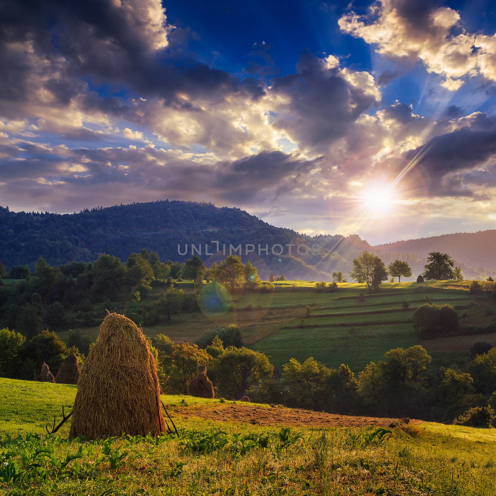 field near home at sunset by Pellinni