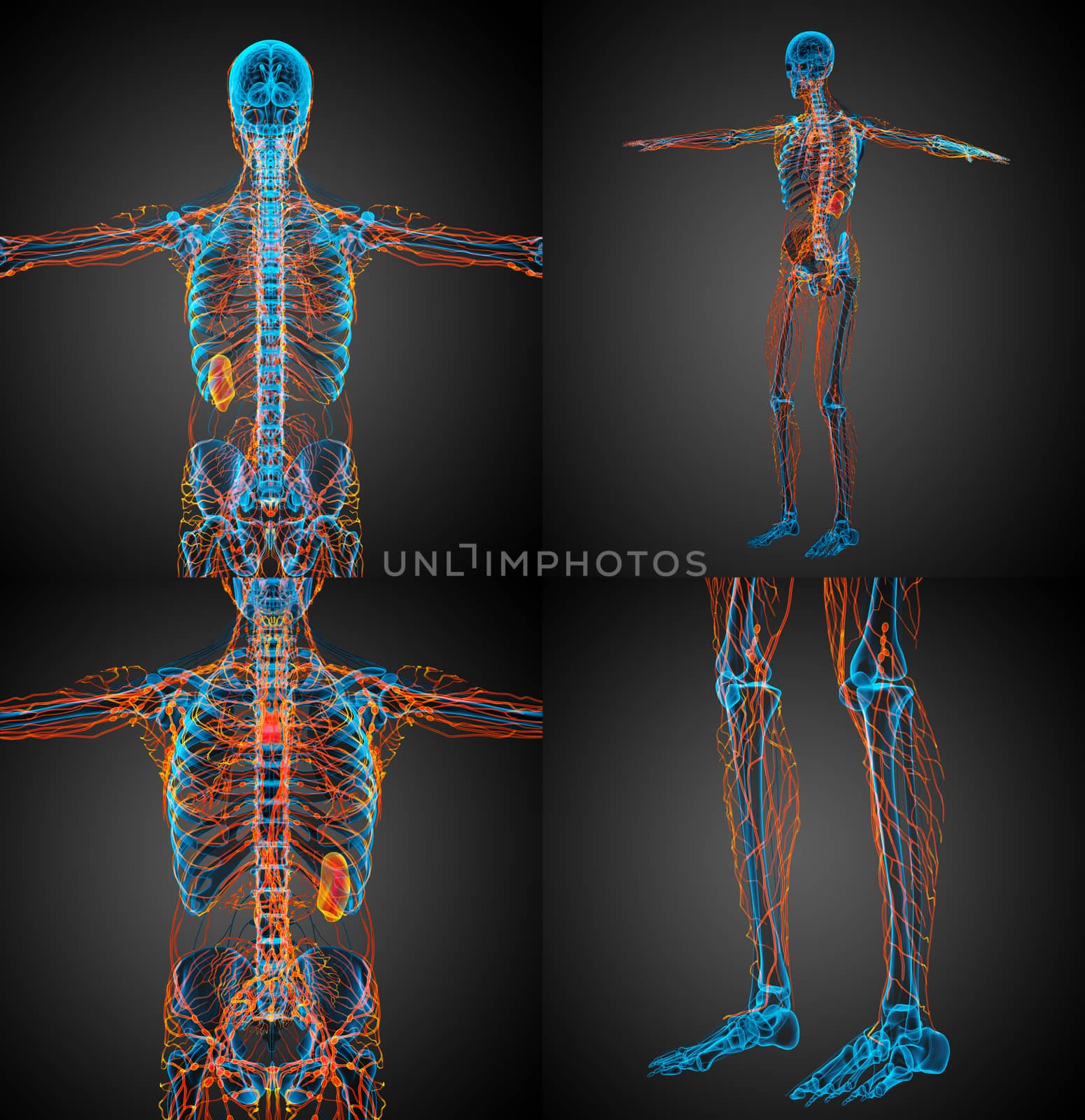 3d rendering medical illustration of the lymphatic system