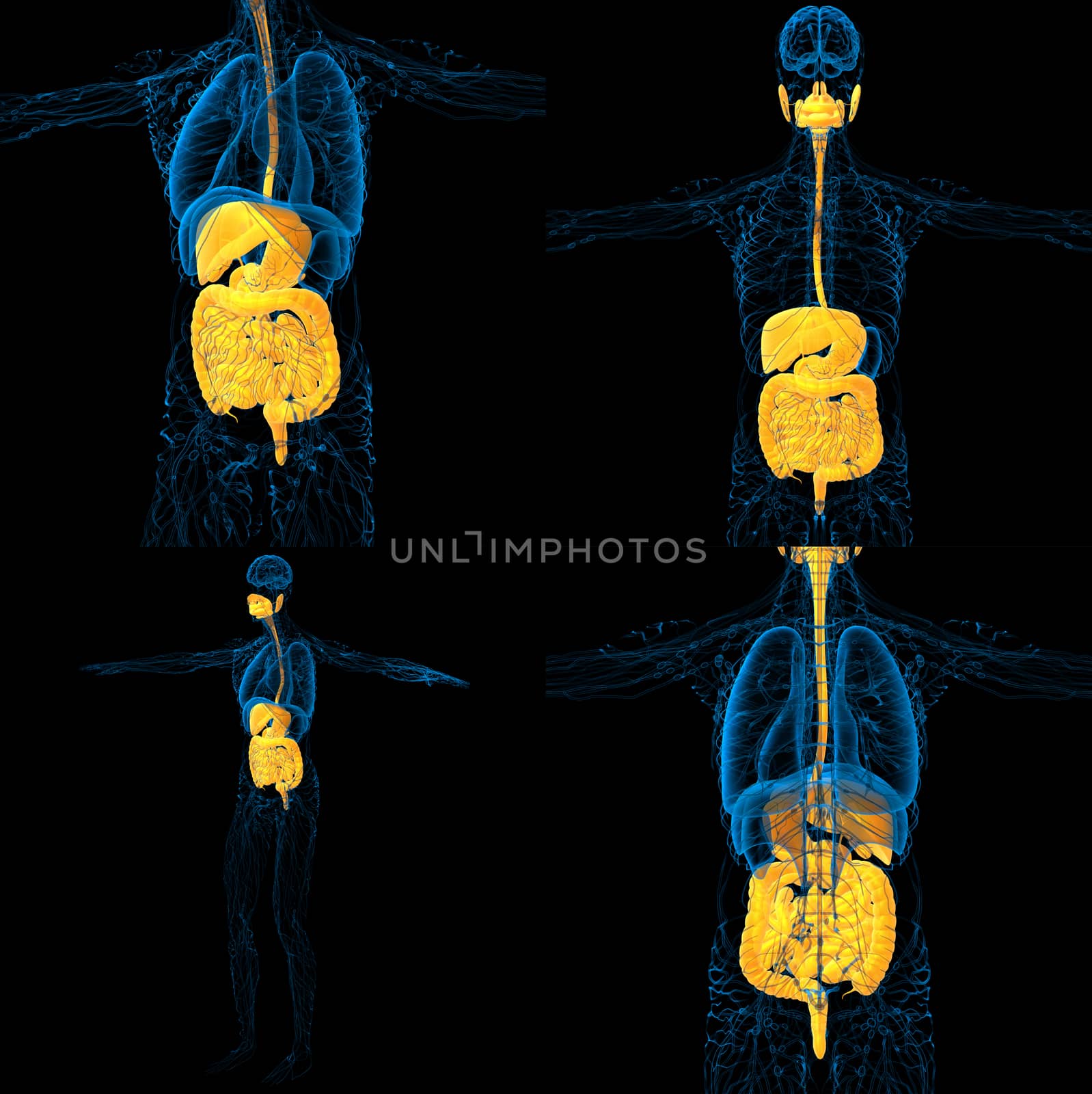 3d rendering medical illustration of the human digestive system