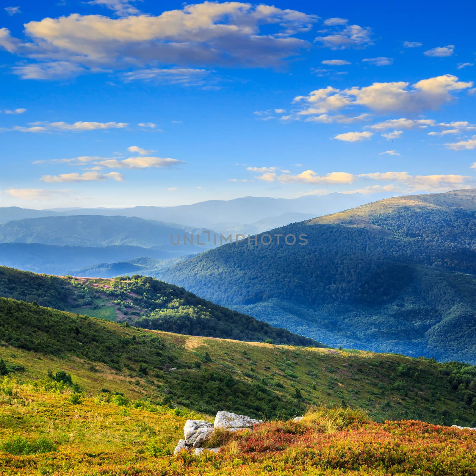 high wild plants at the mountain top by Pellinni