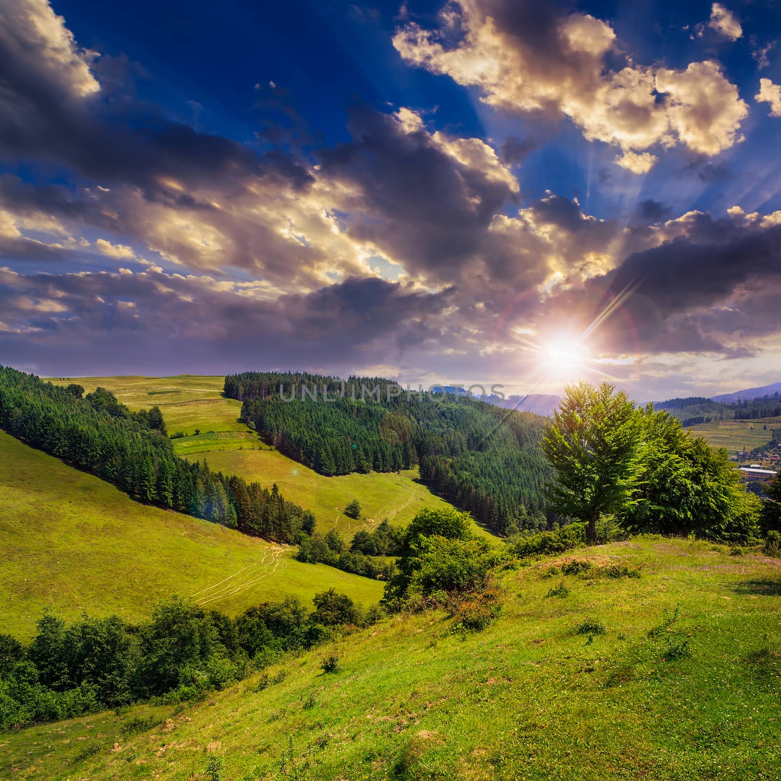 mountain summer landscape. pine trees near meadow and forest on hillside under  sky with clouds at sunset