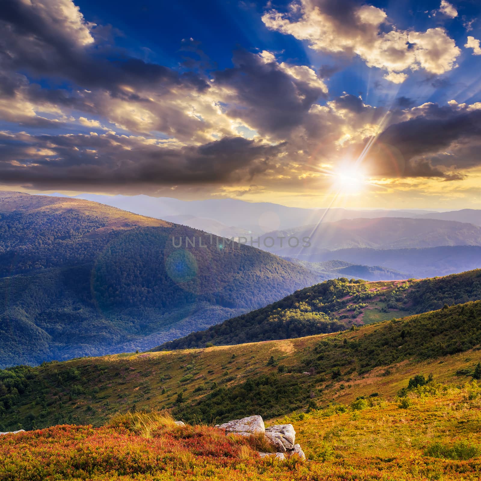 high wild plants at the mountain top at sunset by Pellinni