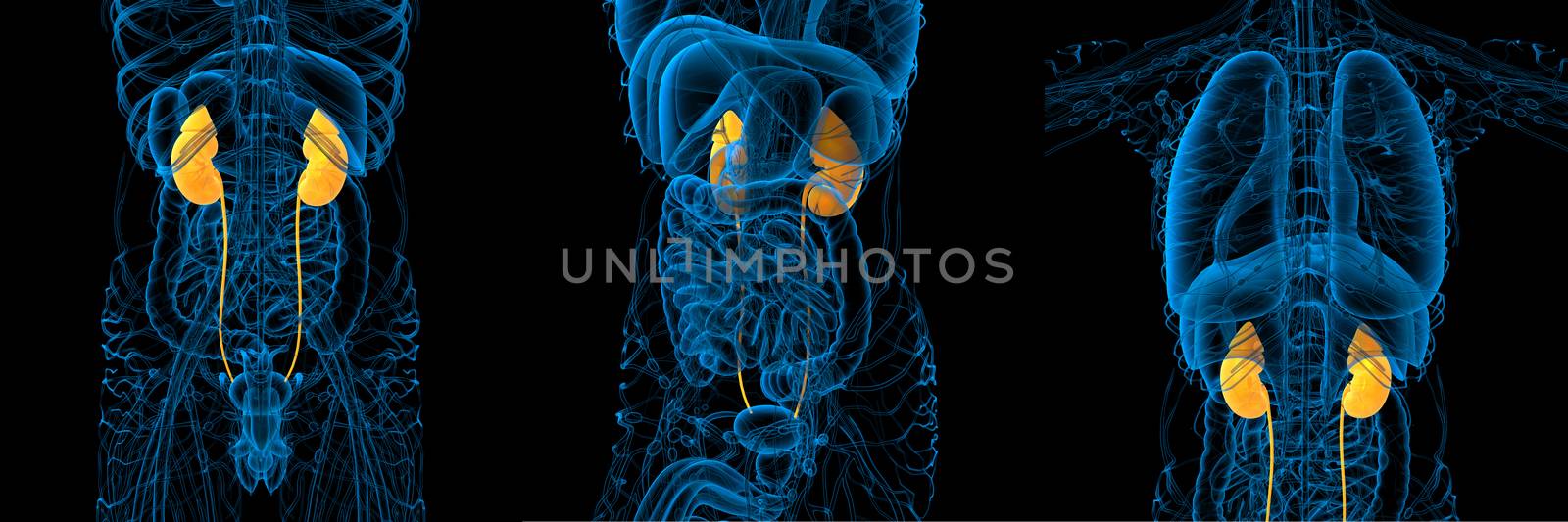 3d rendering medical illustration of the human kidney