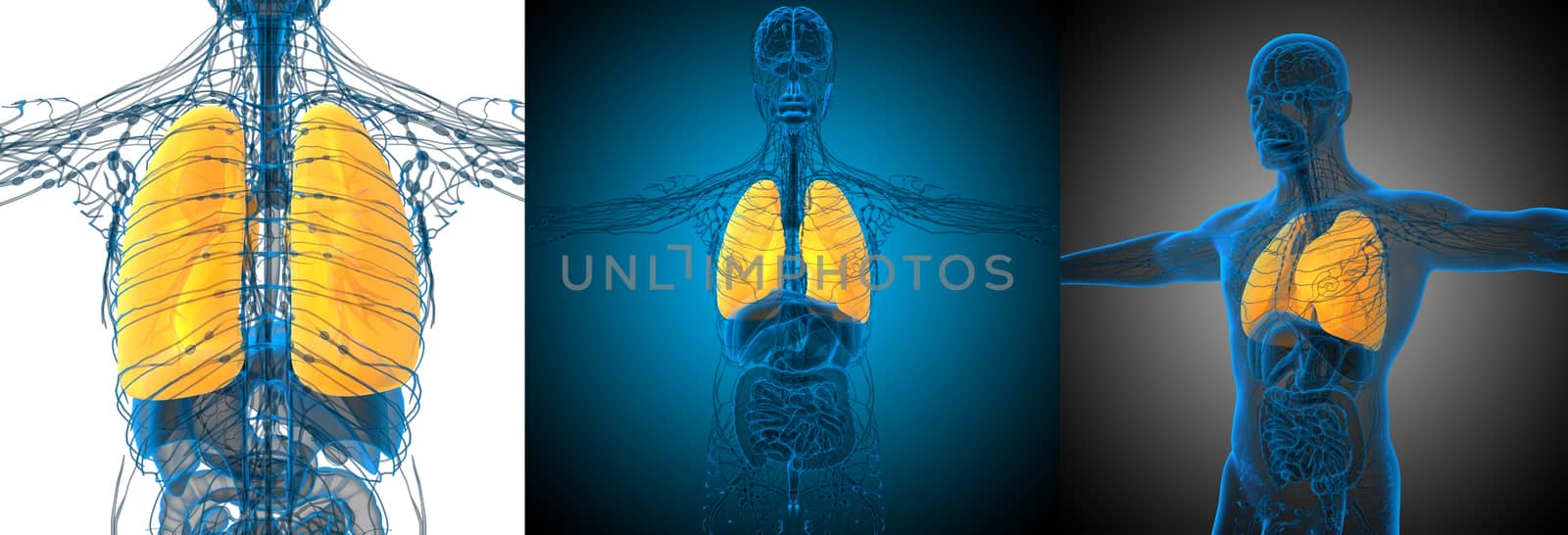 3d rendering medical illustration of the lung 