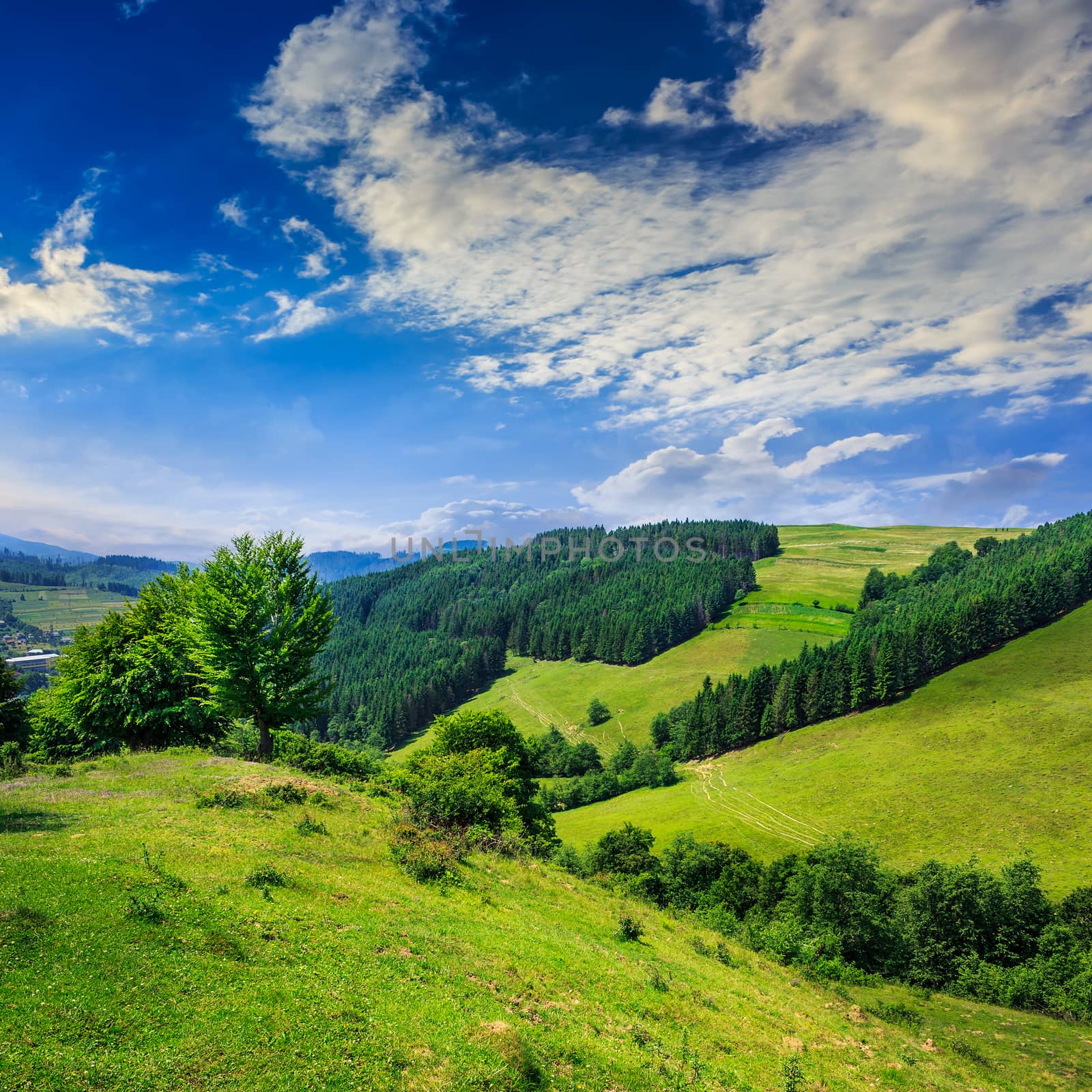 mountain summer landscape. pine trees near meadow and forest on hillside under  sky with clouds