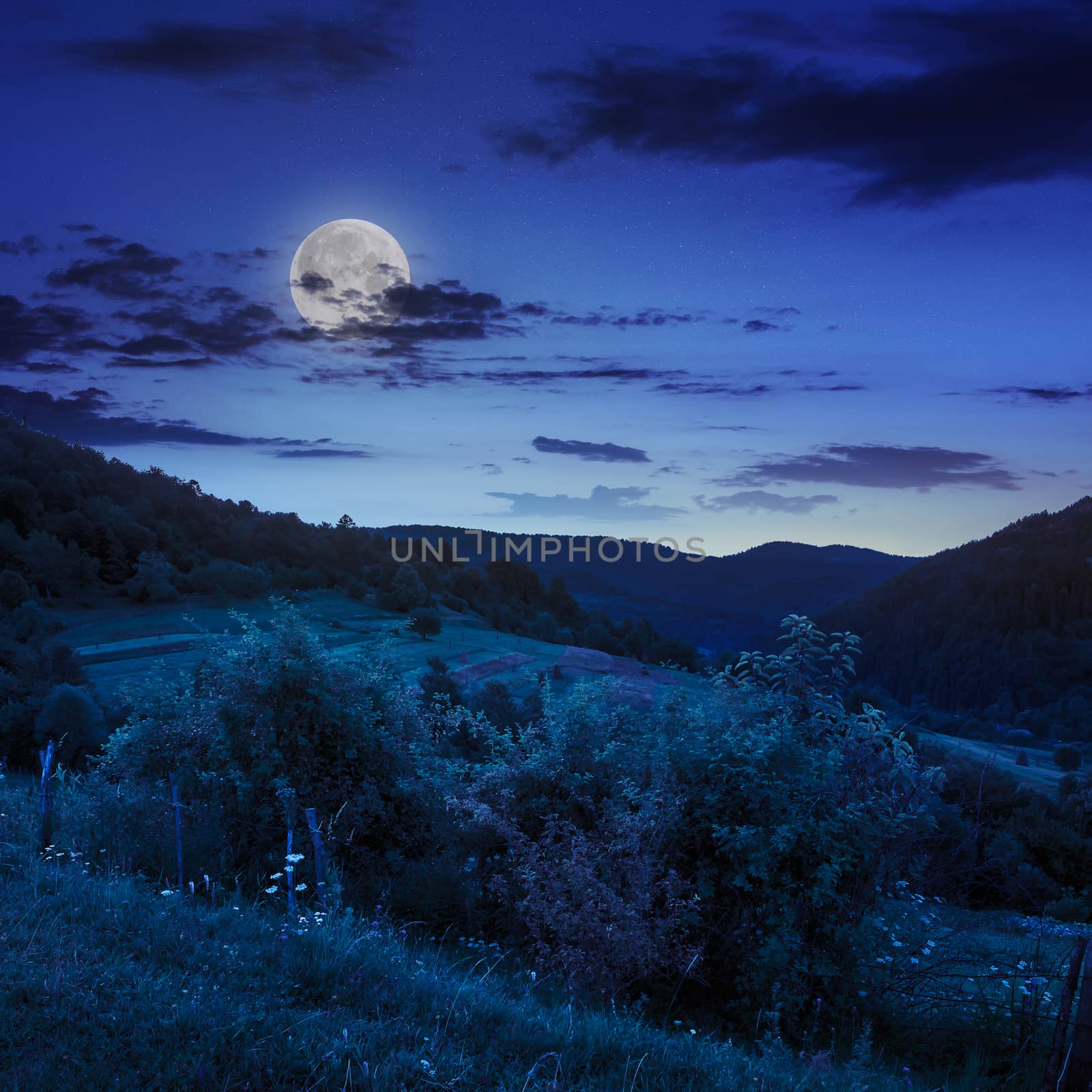 mountain summer landscape. pine trees near meadow and forest on hillside under  sky with clouds at night in moon light