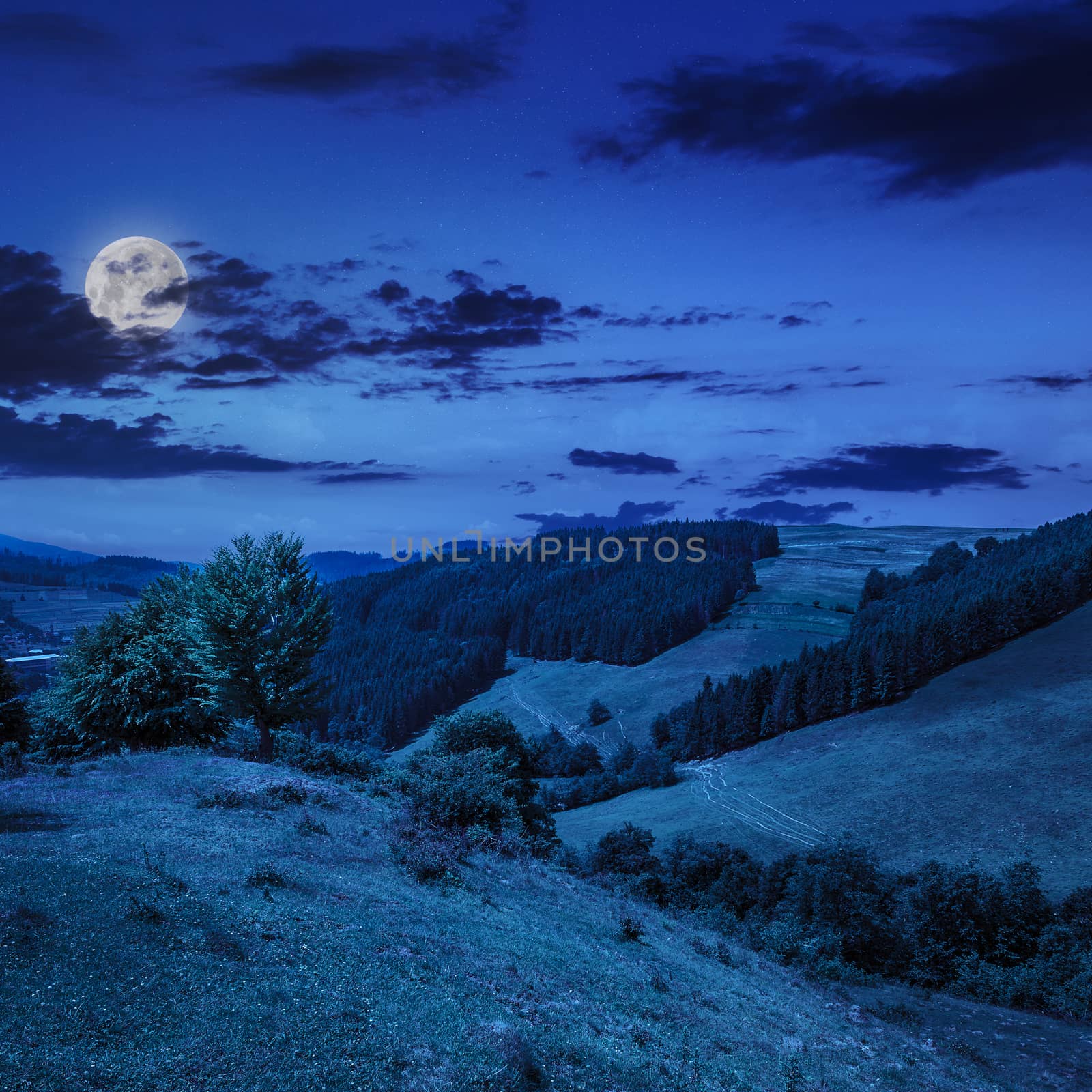 pine trees near valley in mountains  at night by Pellinni