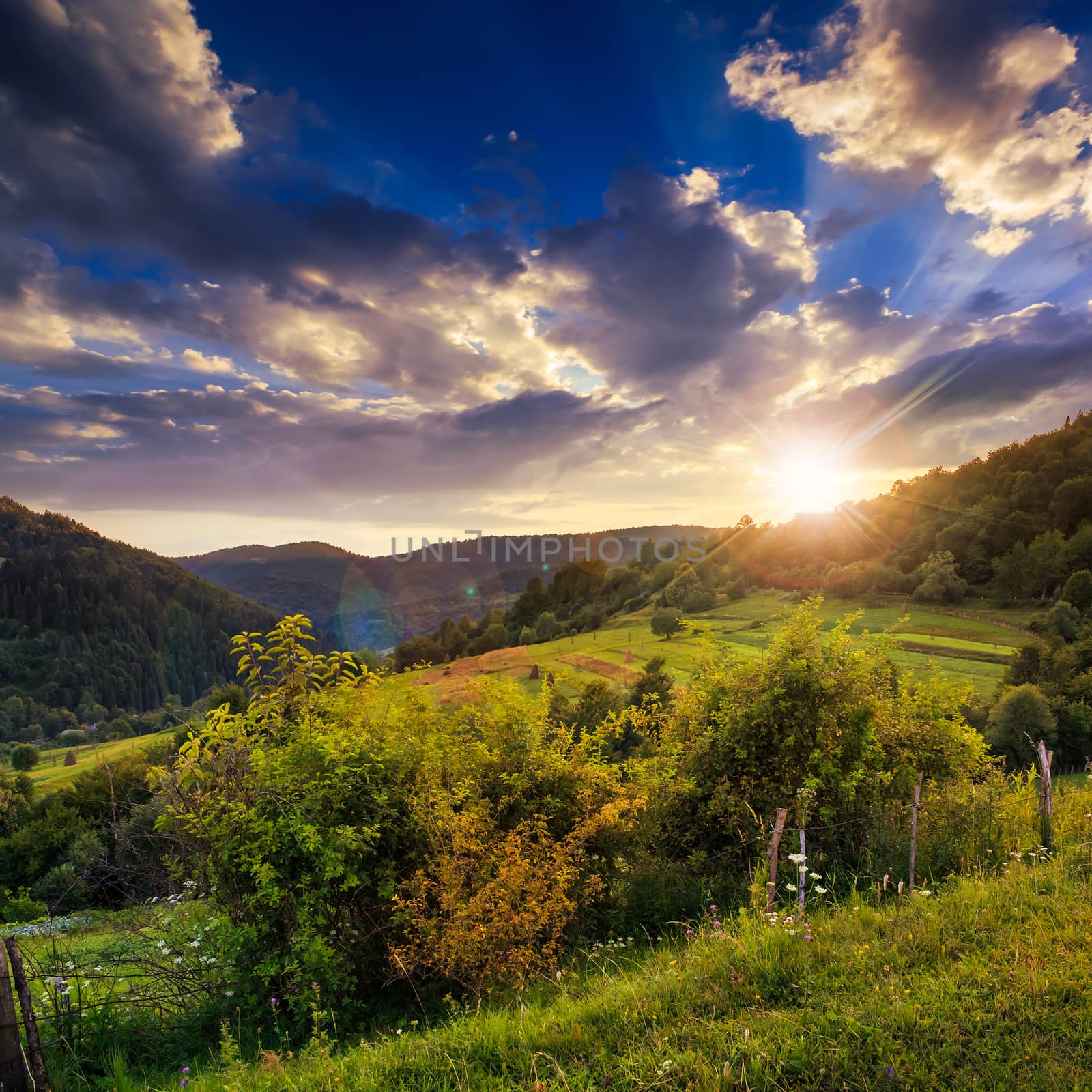 pine trees near valley in mountains  on hillside at sunset by Pellinni