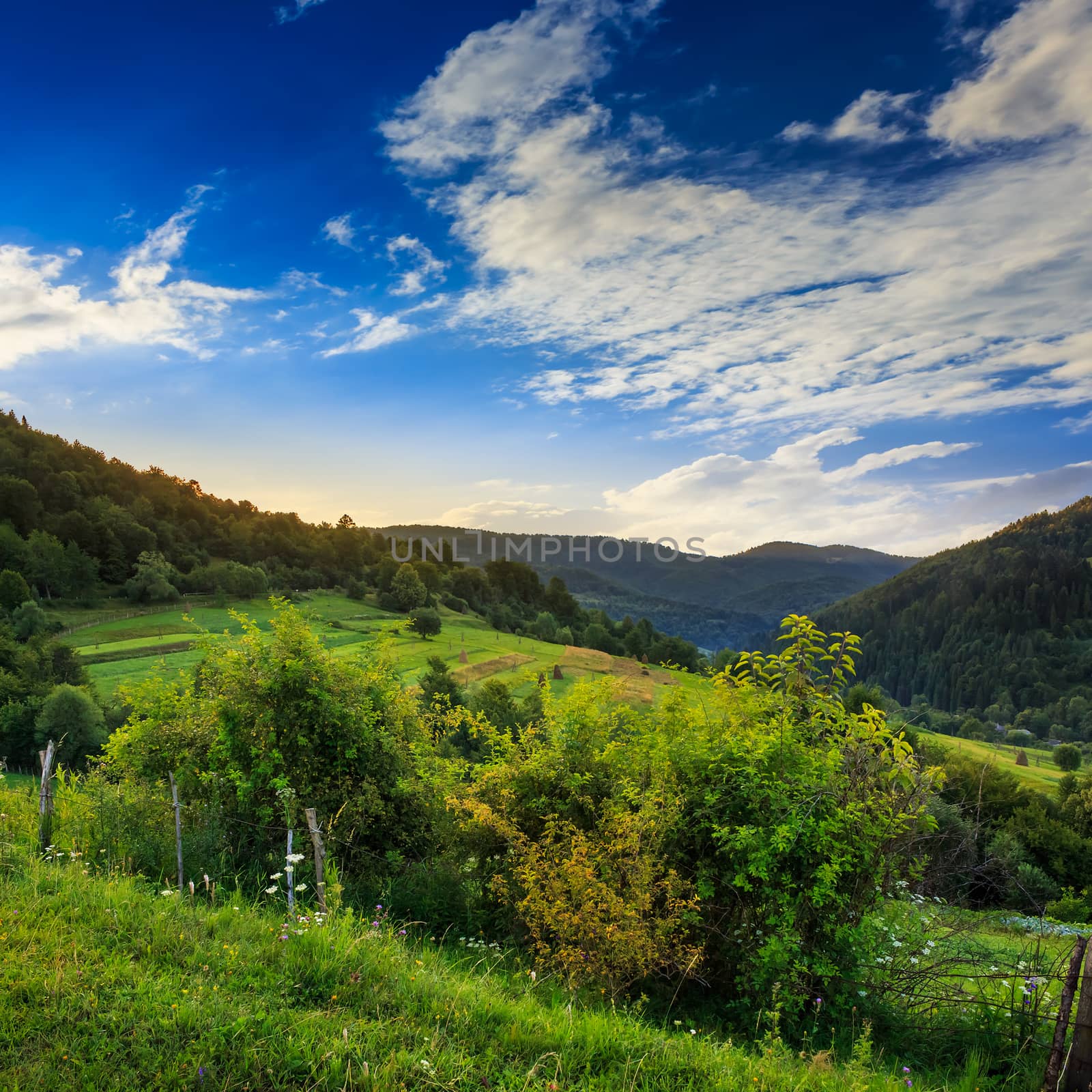 pine trees near valley in mountains  on hillside under sky with  by Pellinni