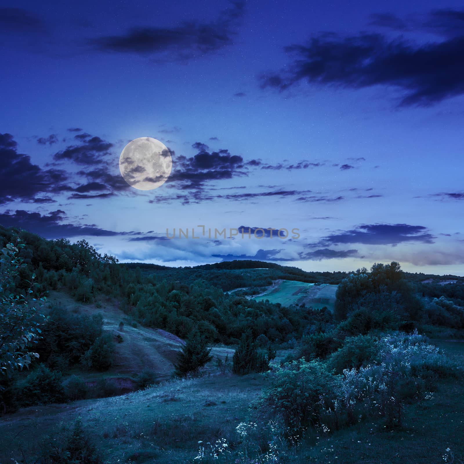 mountain summer landscape. trees near meadow and forest on hillside under  sky with clouds at night in moon light
