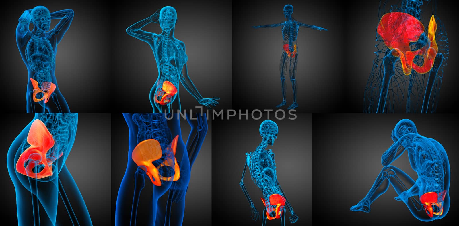 3d rendering medical illustration of the pelvis bone 