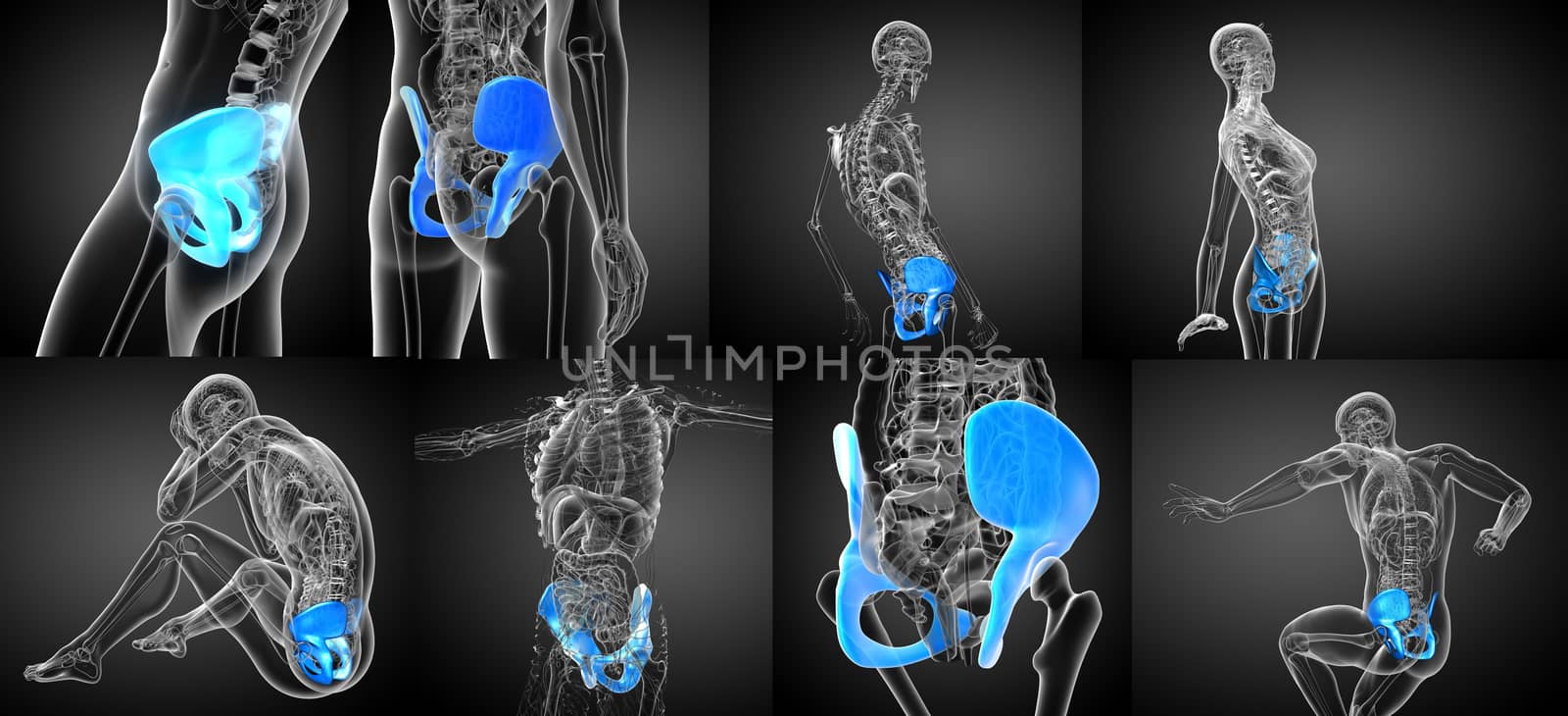 3d rendering medical illustration of the pelvis bone 