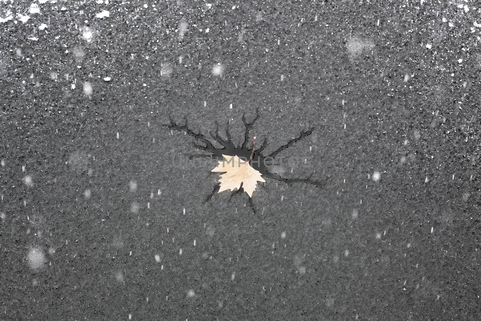 snow falling on a frozen lake with a fry leaf on the surface