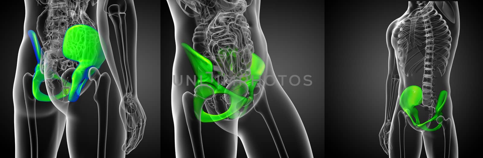 3d rendering medical illustration of the pelvis bone 