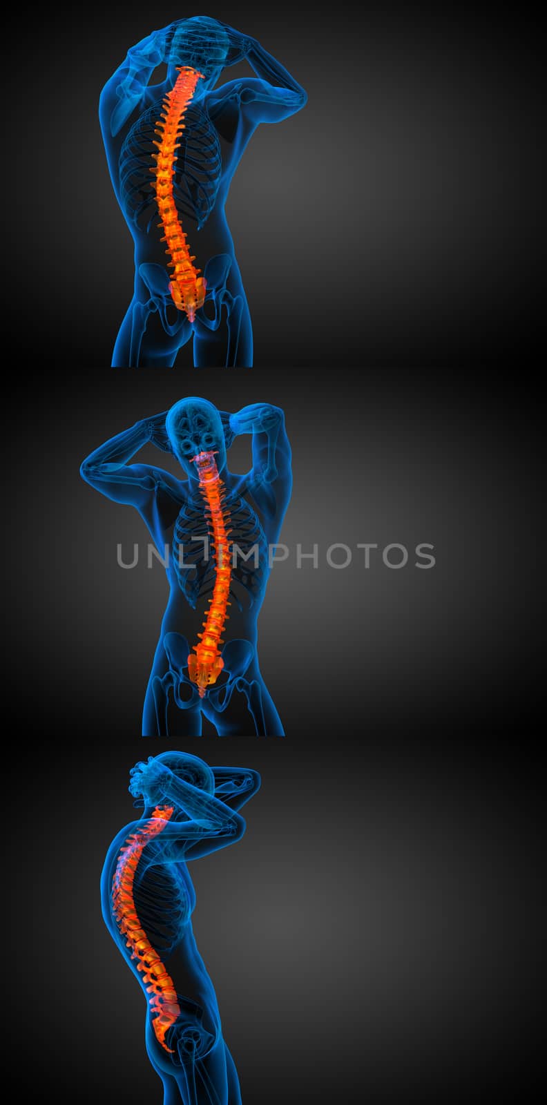 3d rendering medical illustration of the human spine 