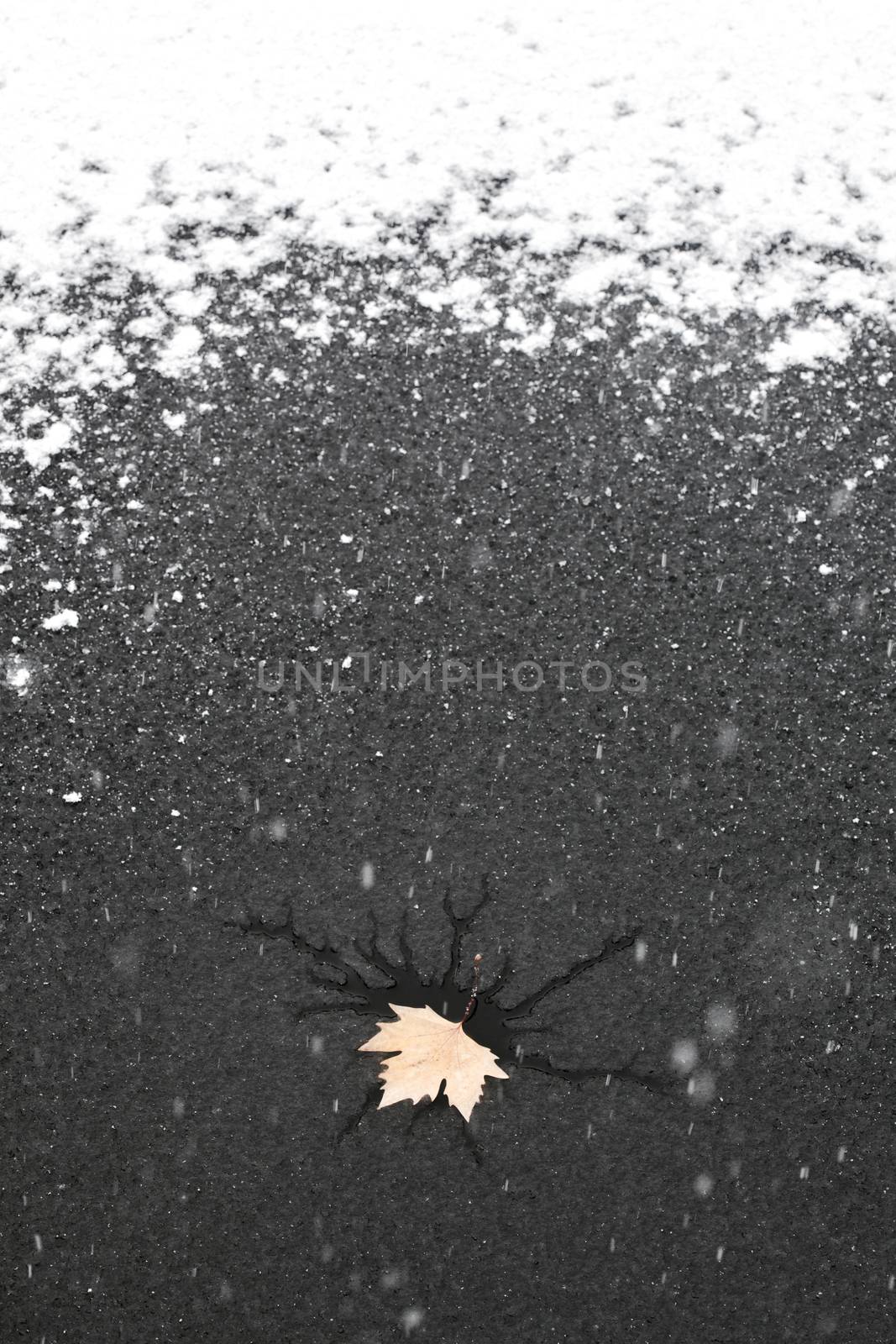 snow falling on a frozen lake with a fry leaf on the surface