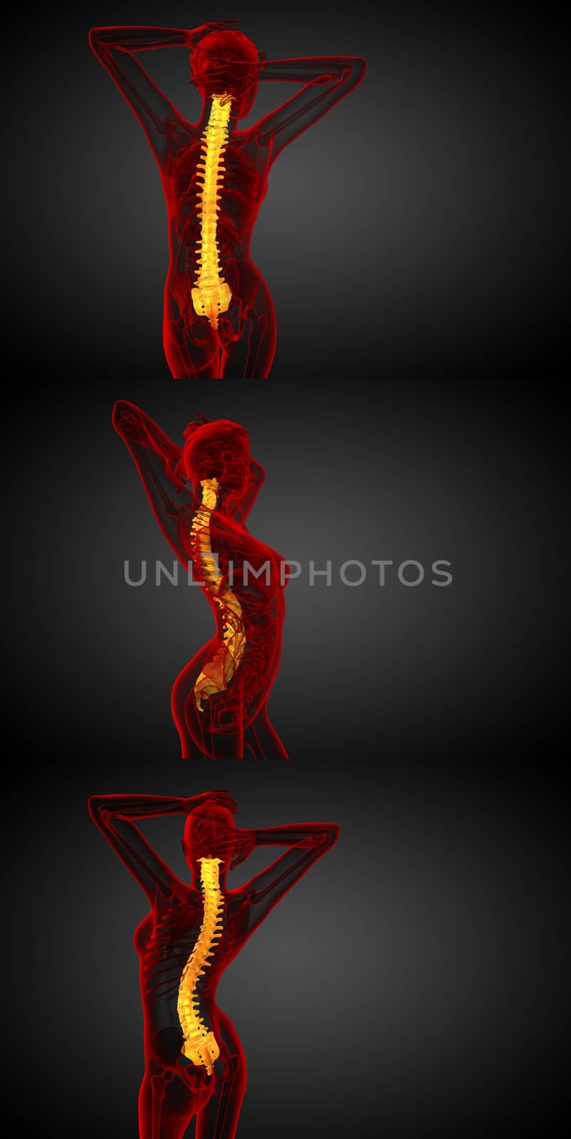 3d rendering medical illustration of the human spine 