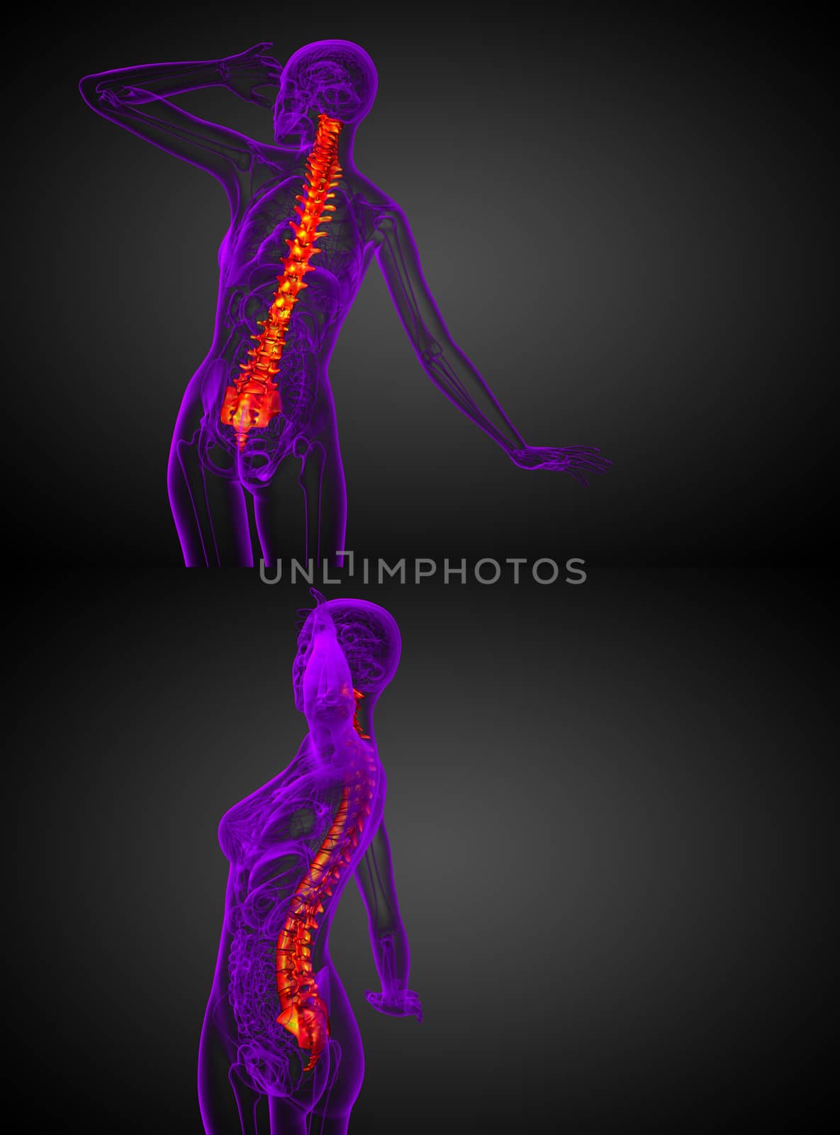 3d rendering medical illustration of the human spine 