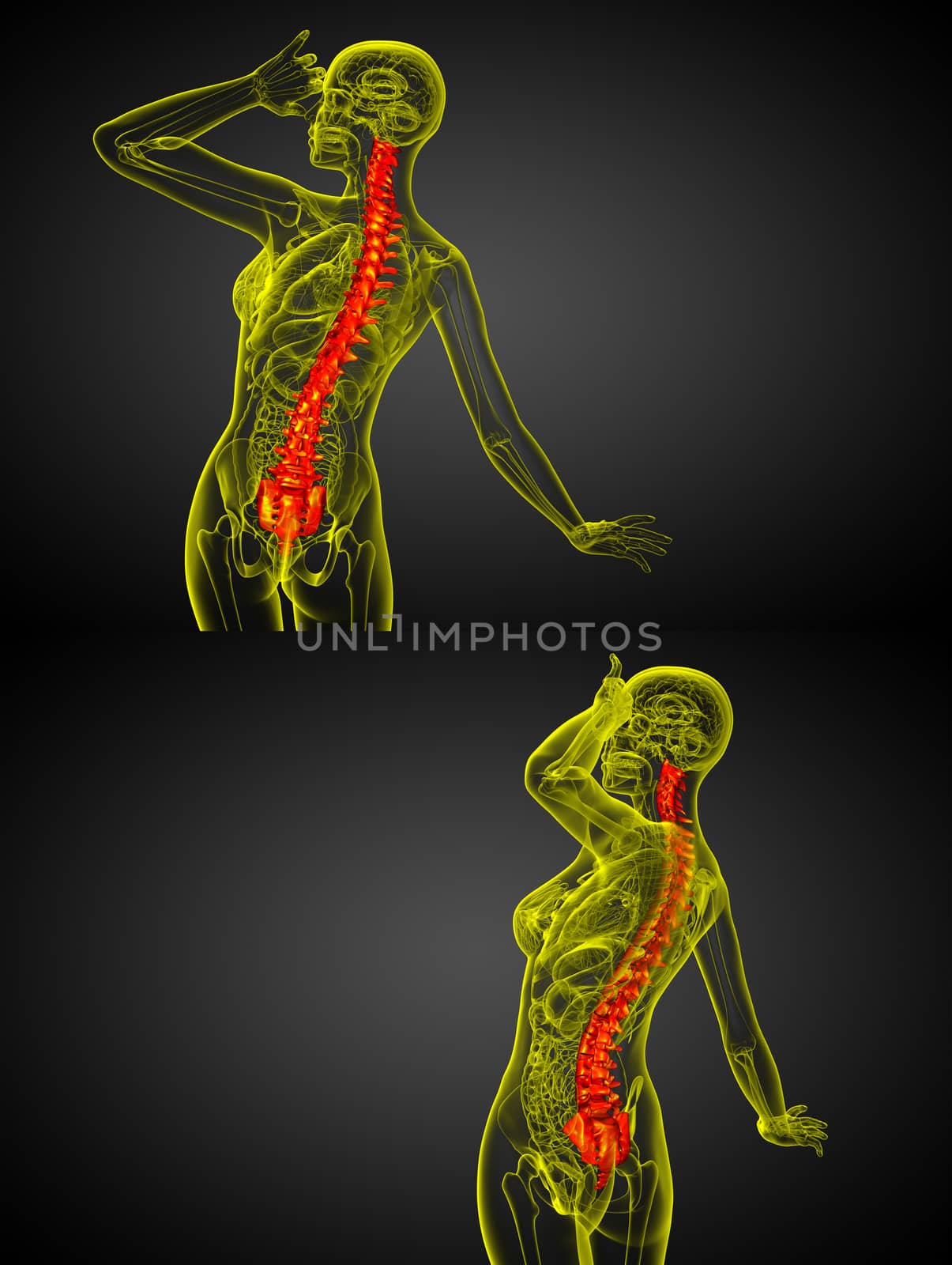 3d rendering medical illustration of the human spine 