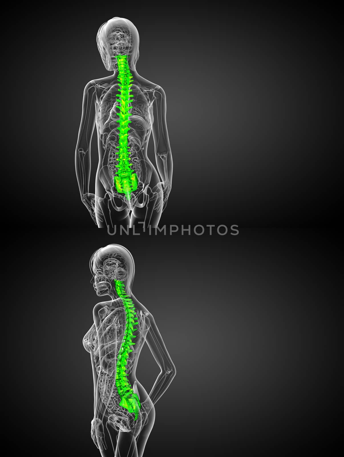 3d rendering medical illustration of the human spine 