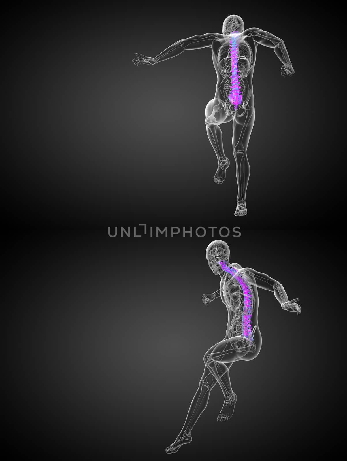 3d rendering medical illustration of the human spine 