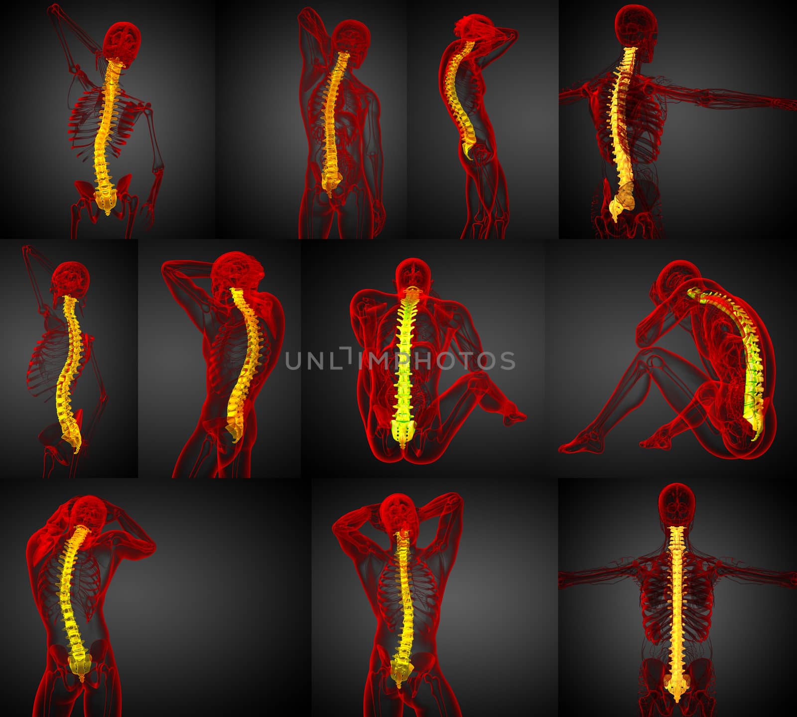 3d rendering medical illustration of the human spine 