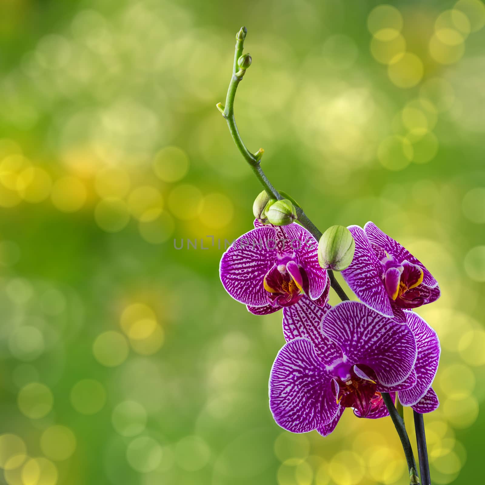 purple orchid flower with white stripes close up on blur green background