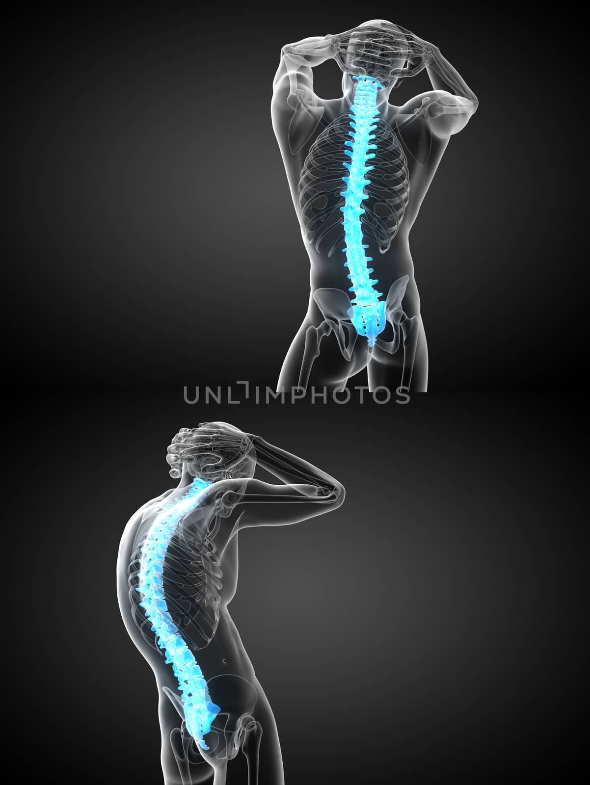 3d rendering medical illustration of the human spine 