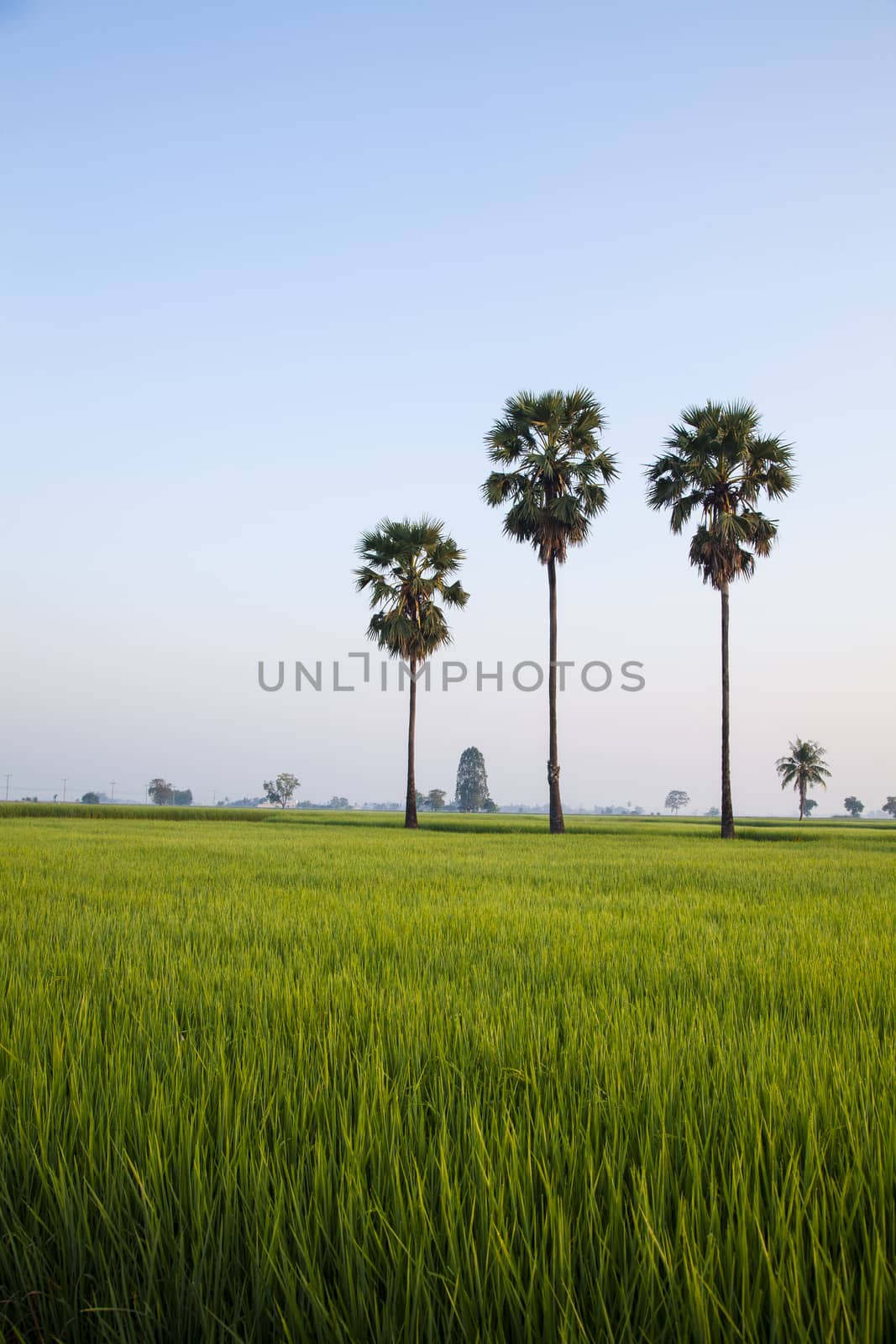 A coconut trees and a green confield in the evening.