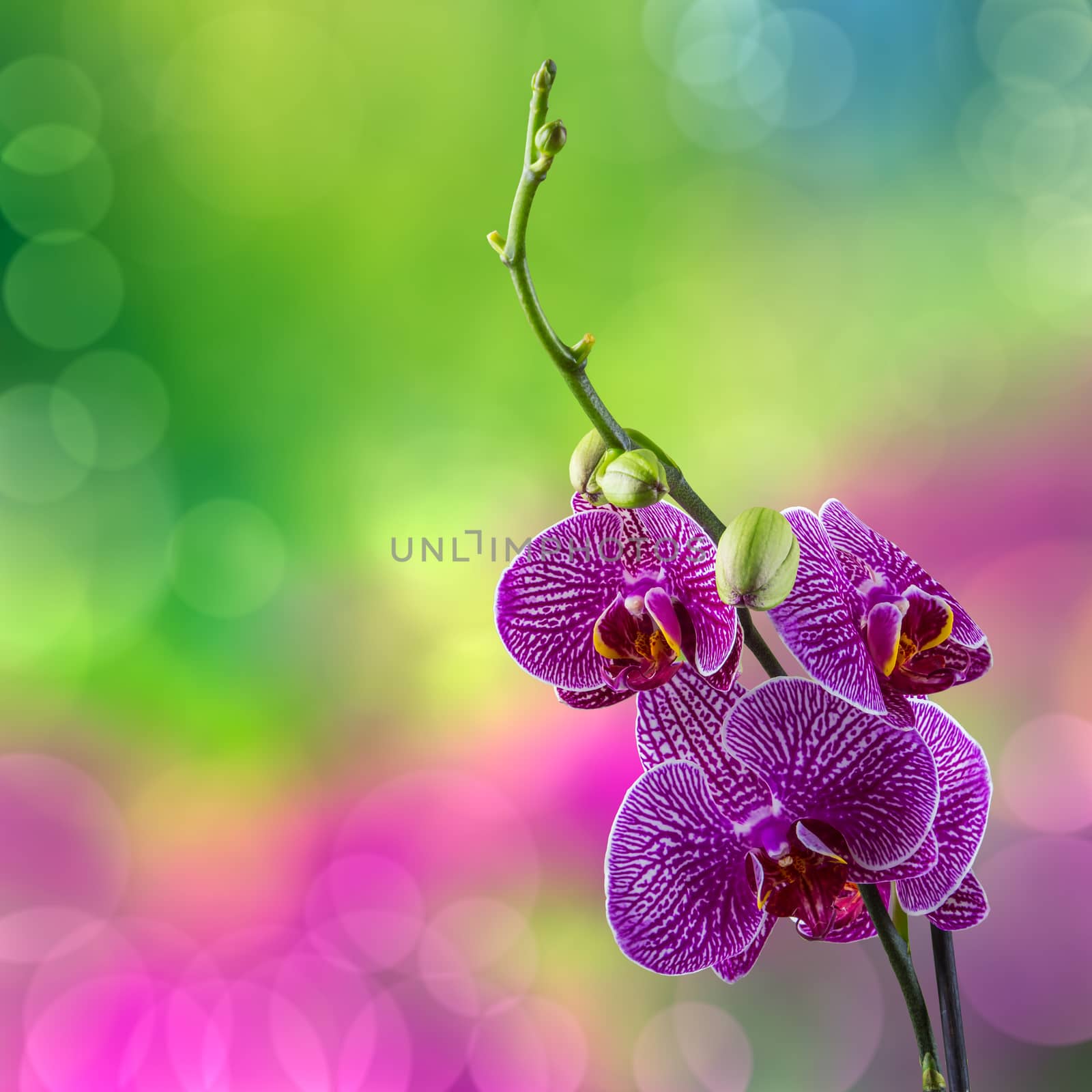 purple orchid flower with white stripes close up on blur green and purple background