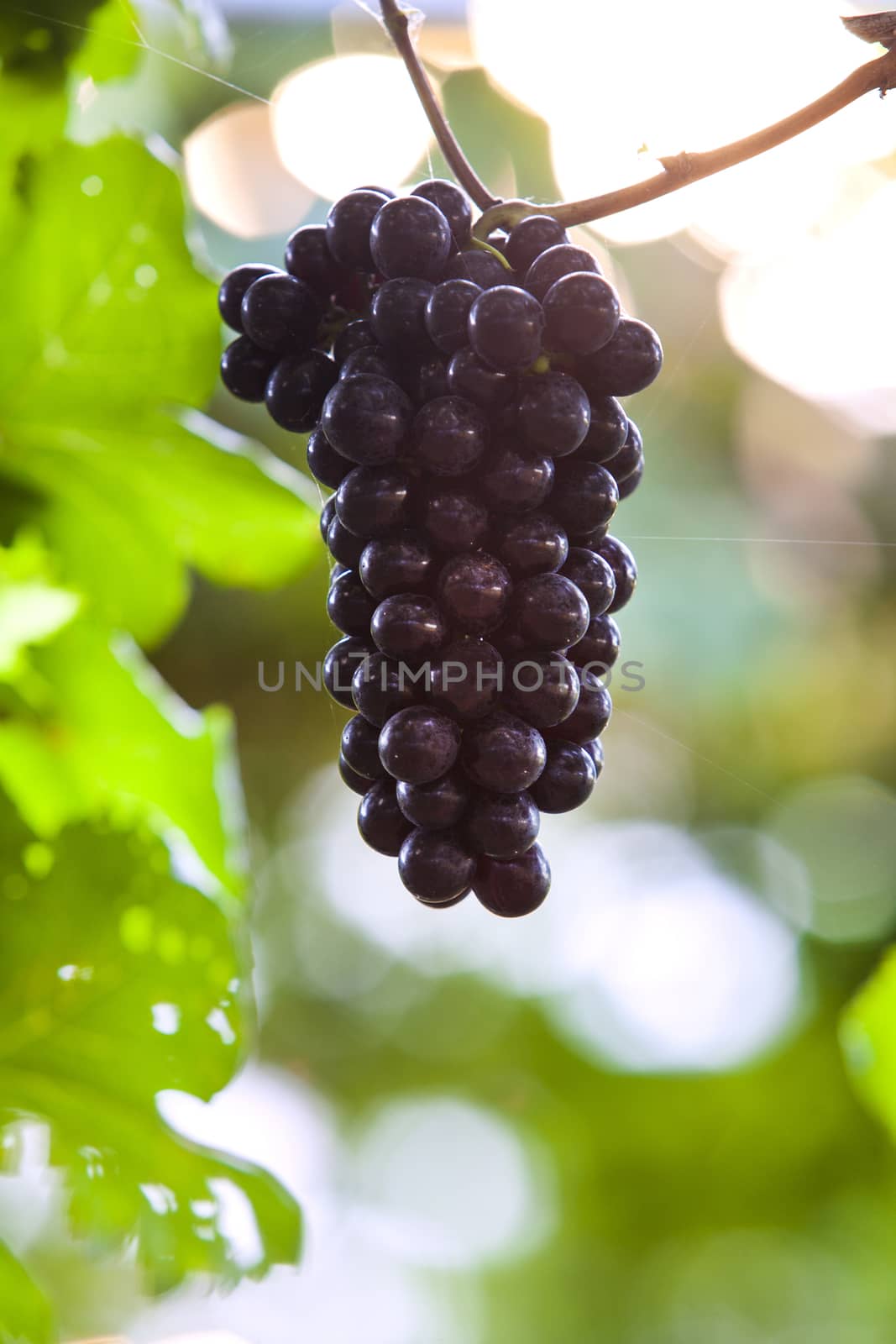 Vineyards at sunset in autumn harvest. by jee1999