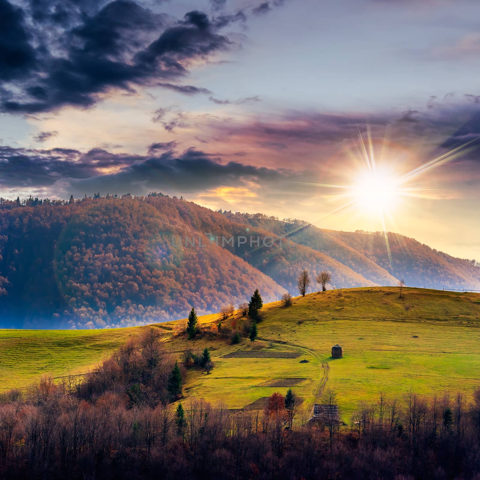 pine trees near valley in mountains  on hillside under sky with  by Pellinni