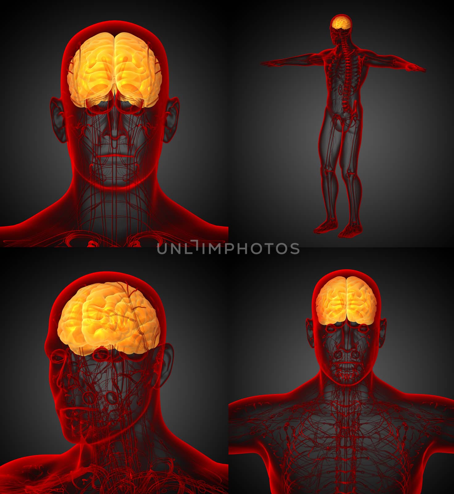 3d rendering medical illustration of the brain 