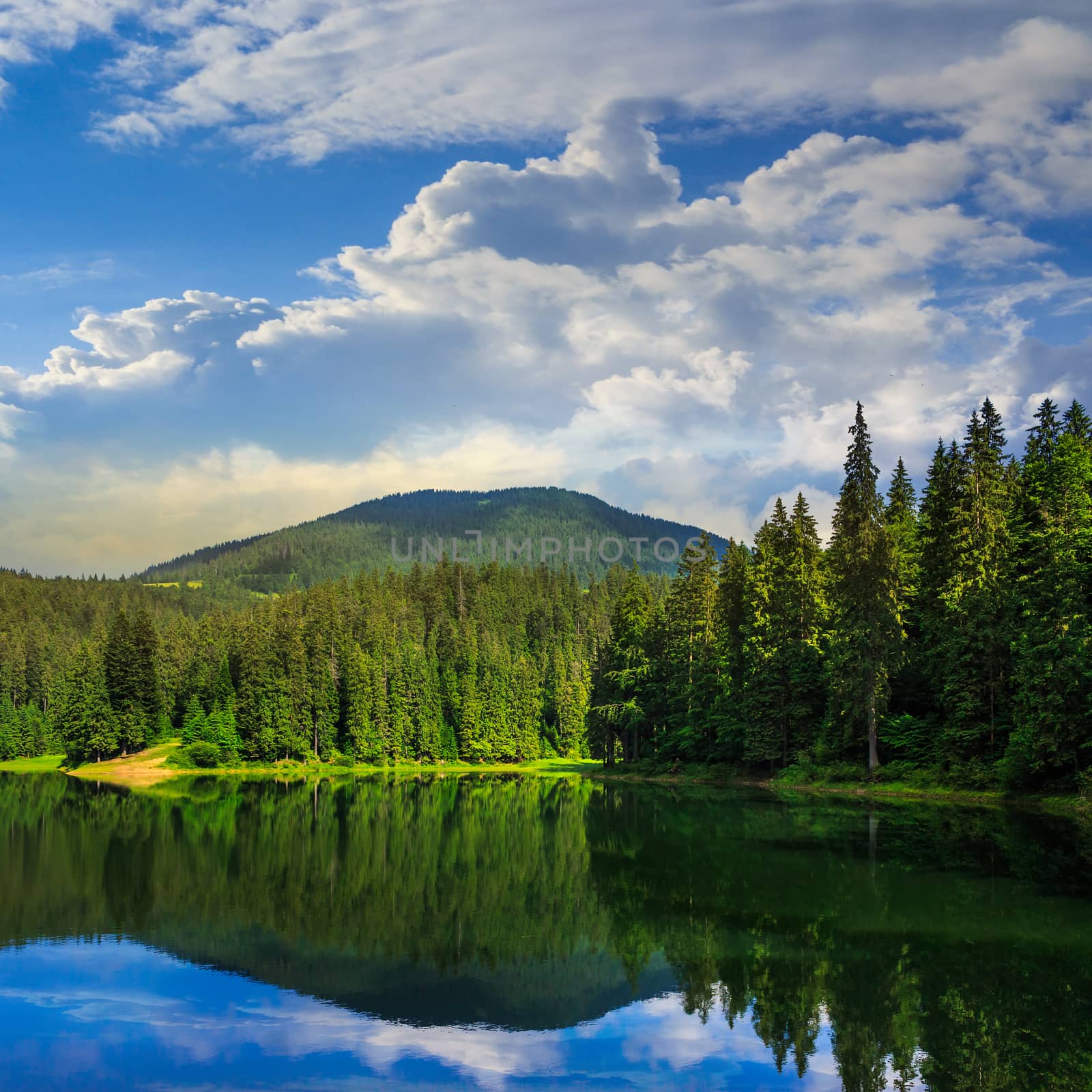 pine forest and lake near the mountain early in the morning by Pellinni