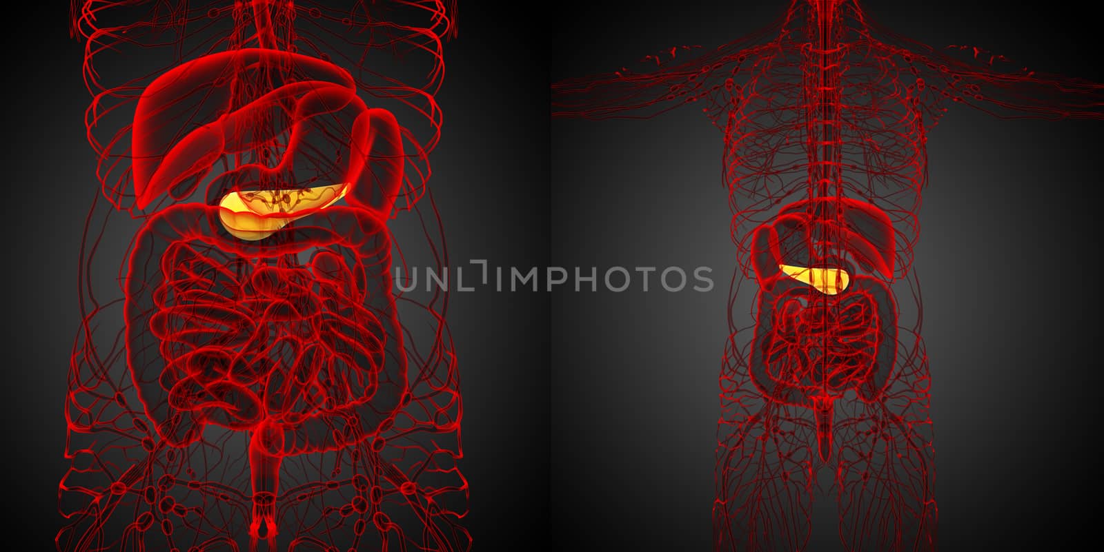 3d rendering medical illustration of the  pancrease 