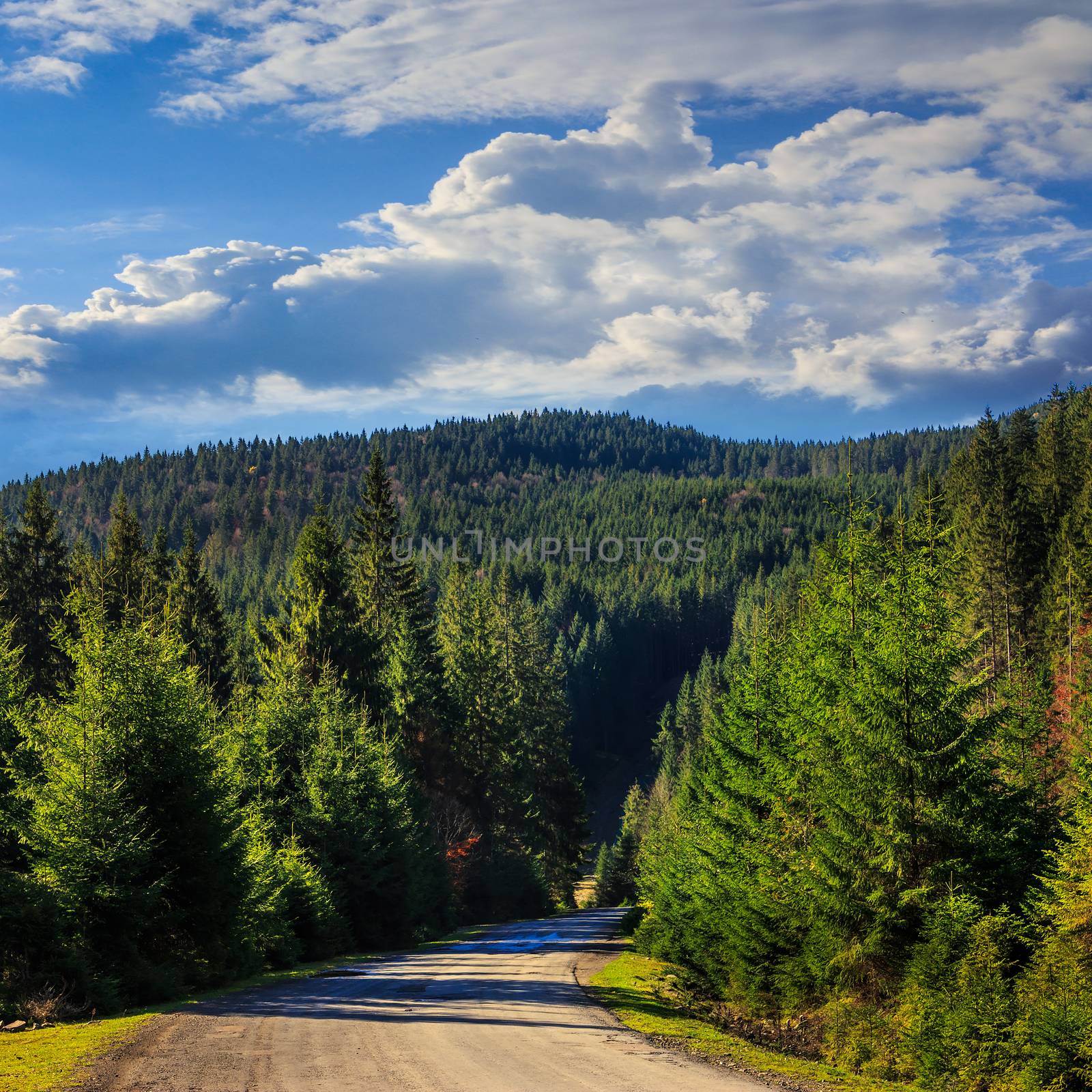 asphalt road going off into the distance on the left, passes through the green shaded forest on sunrise