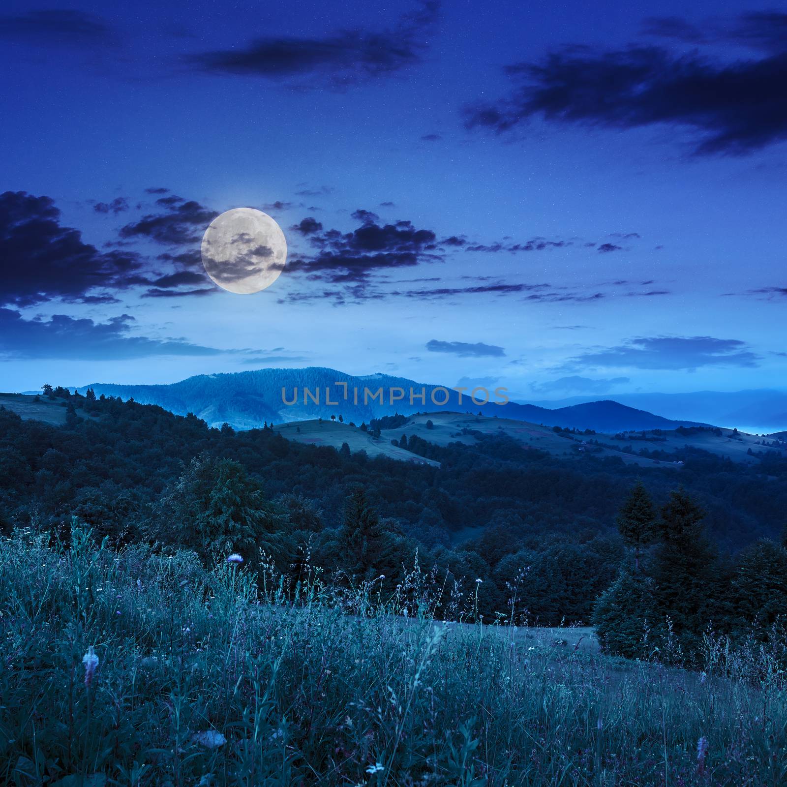 coniferous forest on a  hillside valley at night by Pellinni